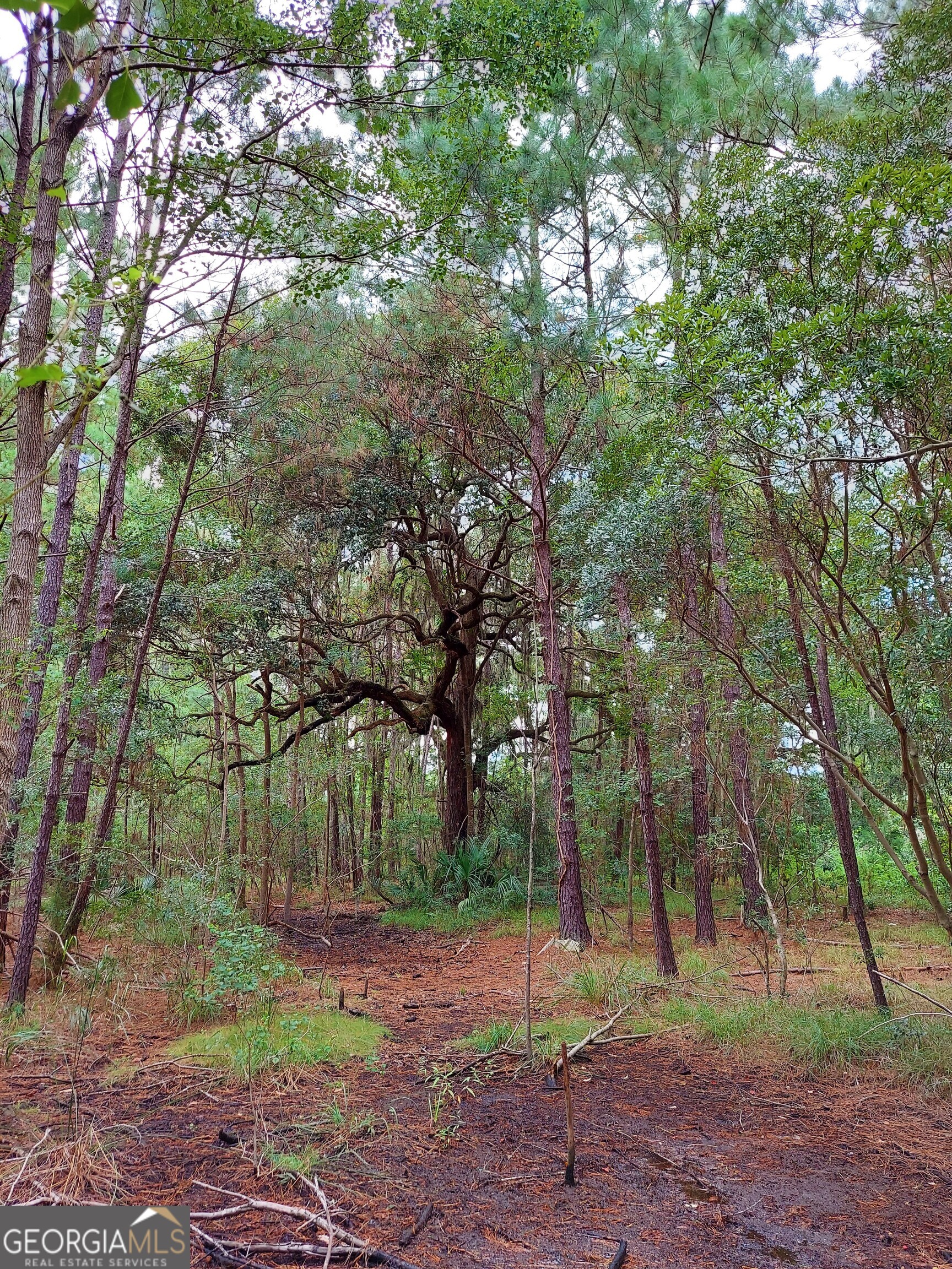 187 Burton Road Savannah, GA 31405 - Photo 13 of 17 a view of a park with large trees