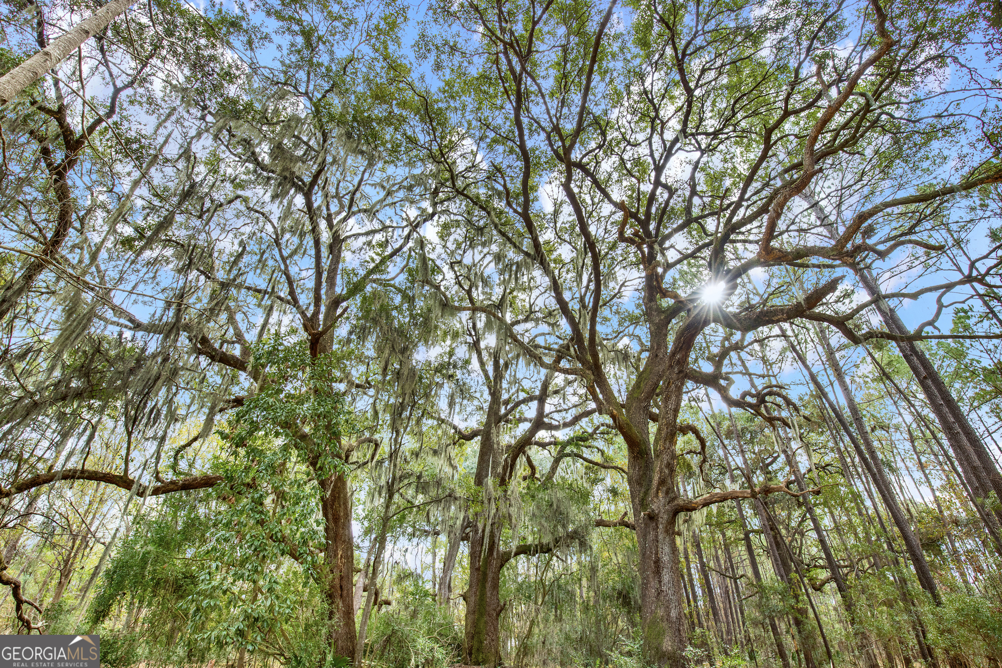 187 Burton Road Savannah, GA 31405 - Photo 18 of 30 a picture of tree