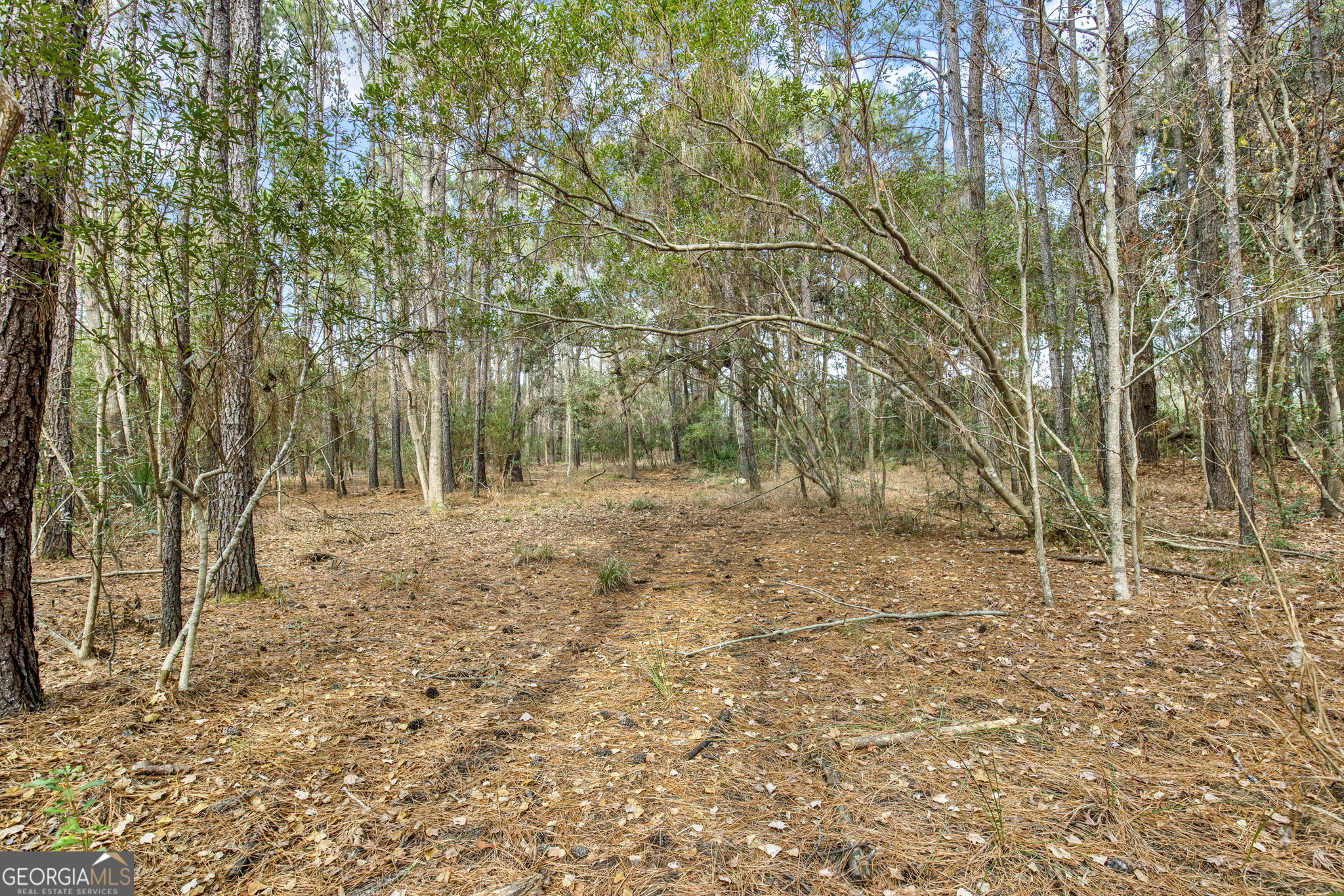 187 Burton Road Savannah, GA 31405 - Photo 25 of 30 a view of a yard with trees
