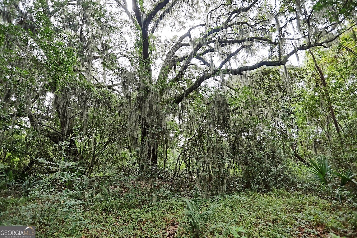 187 Burton Road Savannah, GA 31405 - Photo 8 of 17 a view of forest