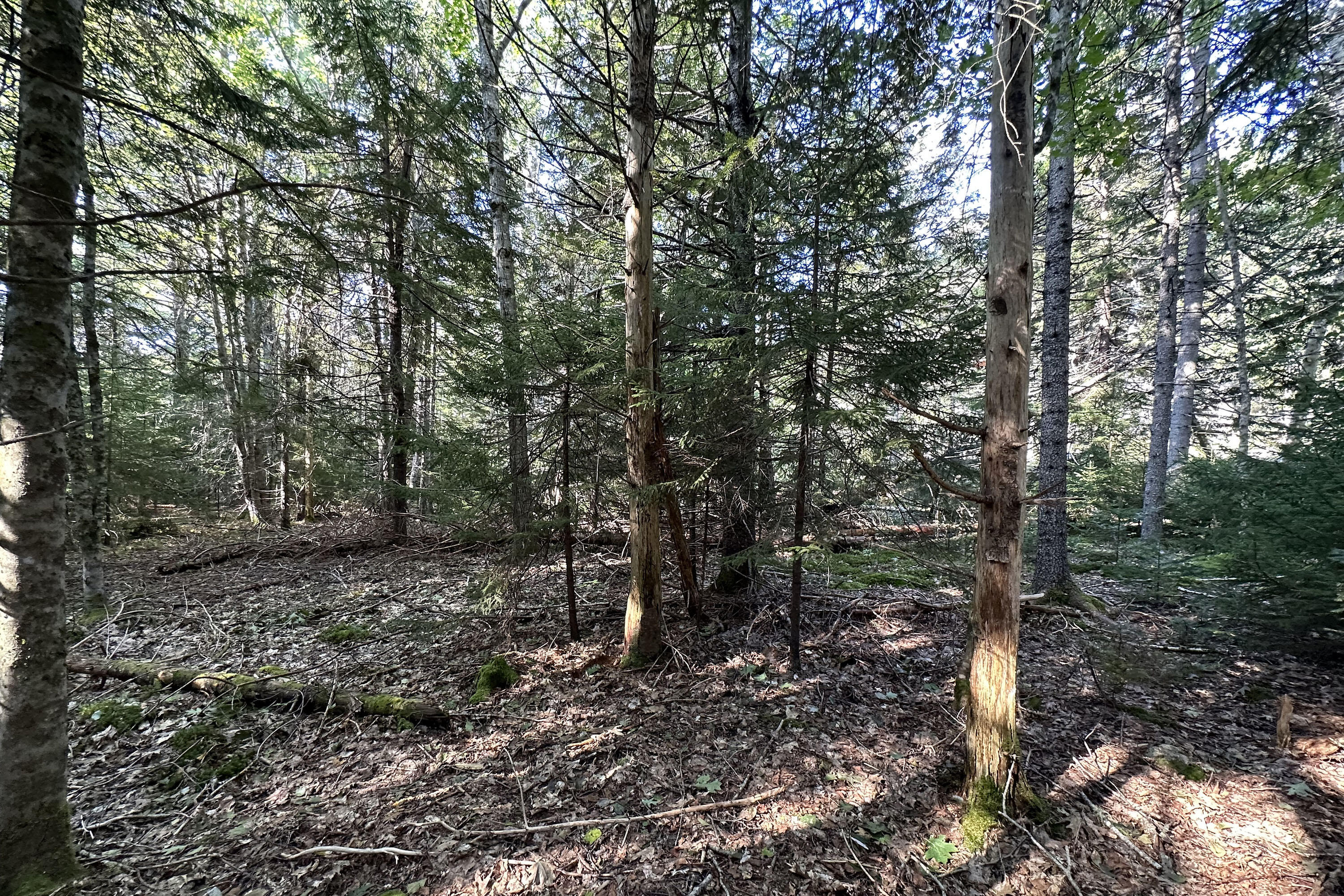 0 Cross Road Sedgwick, ME 04676 - Photo 14 of 24