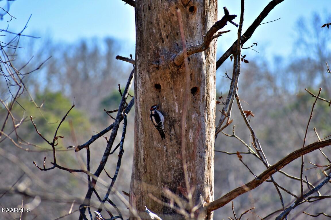 1-4 Ewing Road Spring City, TN 37381 - Photo 25 of 26 DSC_0385 (Medium)