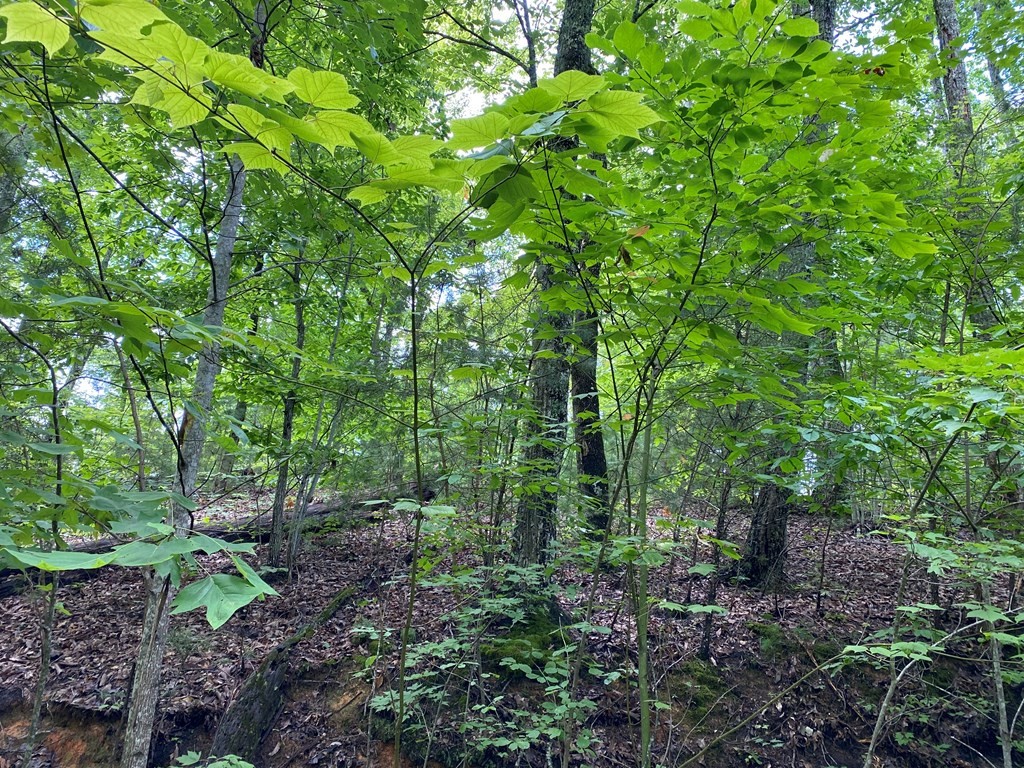 25 Fox Hunters Way Sevierville, TN 37876 - Photo 3 of 8