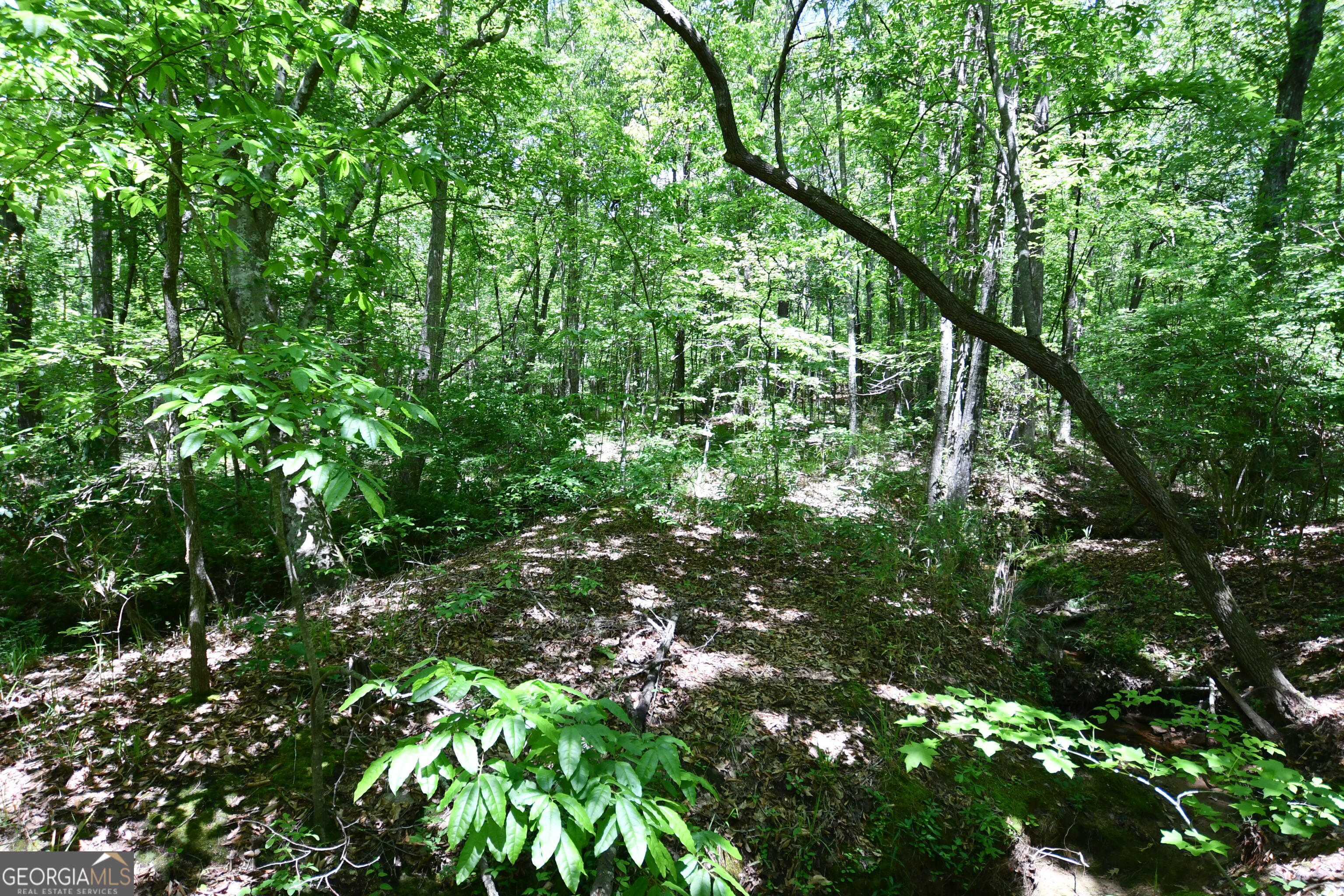 1933 Highway 101 Dallas, GA 30157 - Photo 34 of 40 Mature woods on the entire rear of the property
