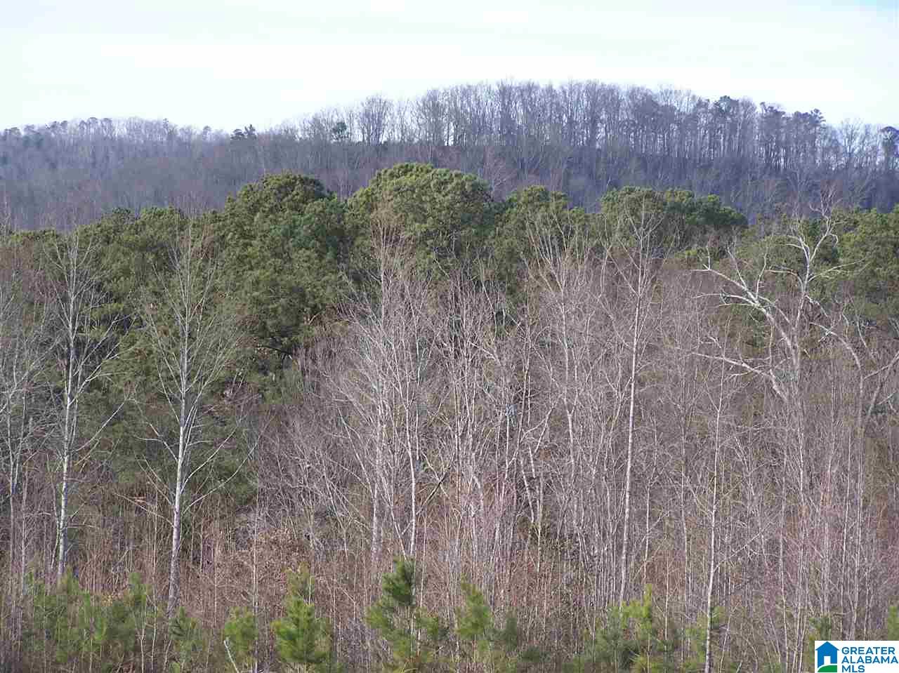 Alabama Avenue, Unit 4 Oneonta, AL 35121 - Photo 5 of 10