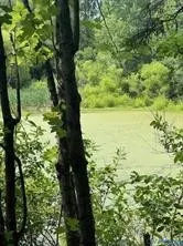 a close up of a tree