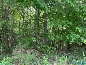 a view of a lush green forest