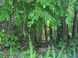 a view of a lush green forest