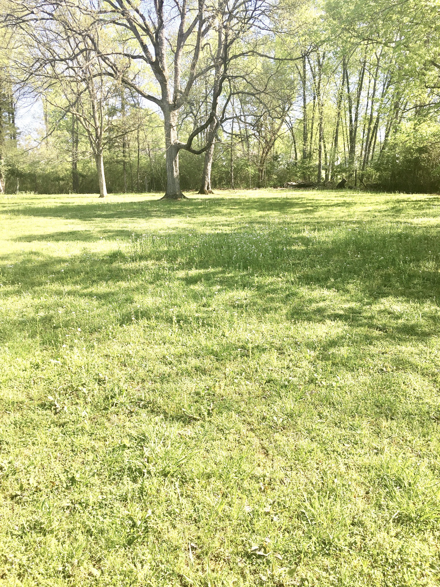 316 Holly Grove Road Lewisburg, TN 37091 - Photo 8 of 22 Gallery Image 8