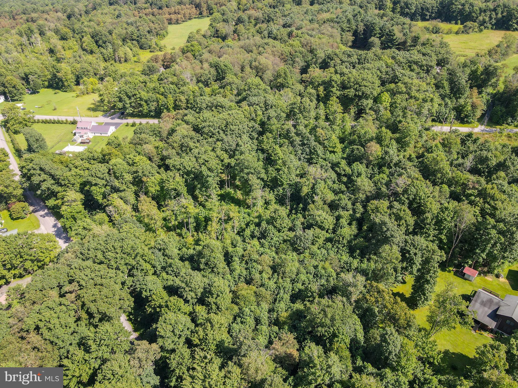 265 Fearer Road Friendsville, MD 21531 - Photo 74 of 75 Lush green woodland retreat awaits.