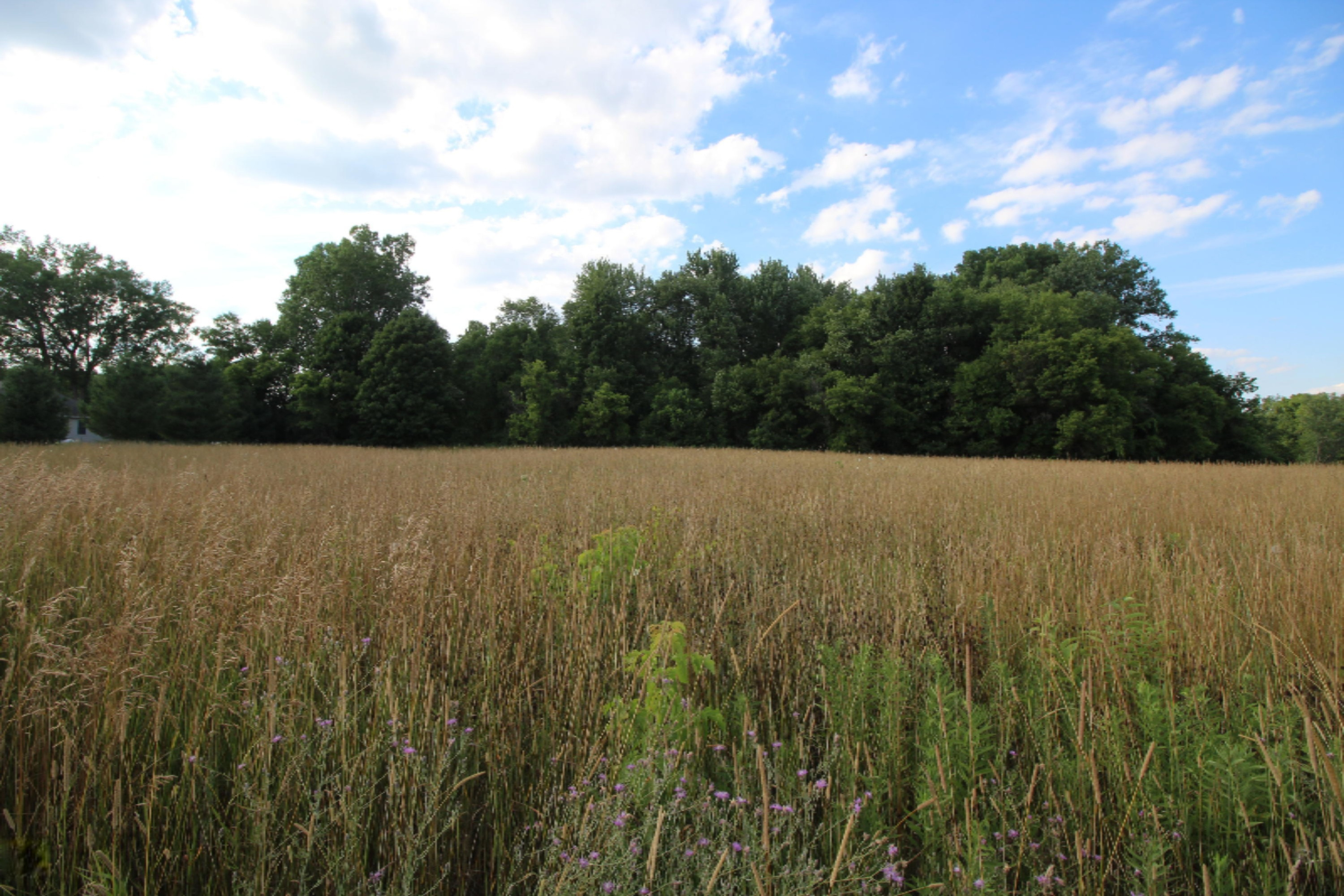Lot 10 Old Barn Road Freeport, MI 49325 - Photo 5 of 9 Private wooded lot