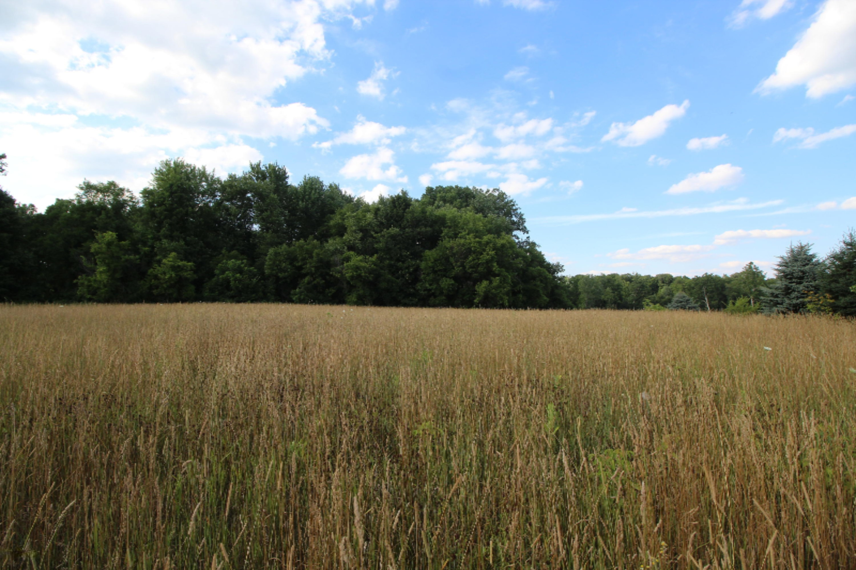 Lot 10 Old Barn Road Freeport, MI 49325 - Photo 6 of 9 IMG_0740