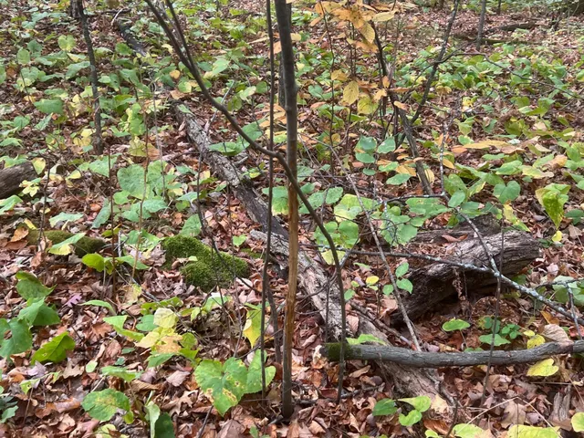 $199,900 | Tbd Red Oak Drive, Garrison, MN 56450