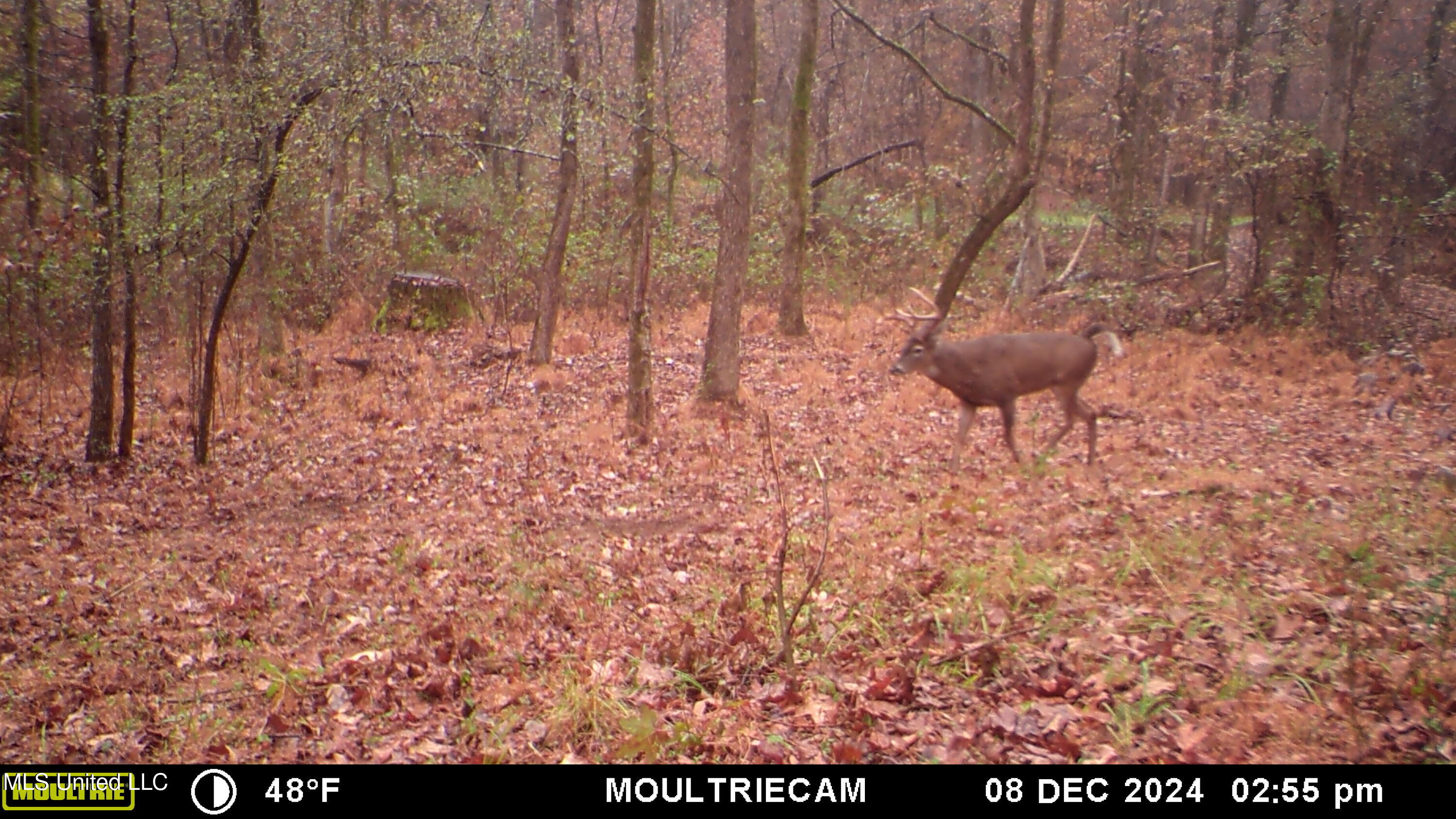 160 Simon Chapel Road Como, MS 38619 - Photo 11 of 94 MFDC7545