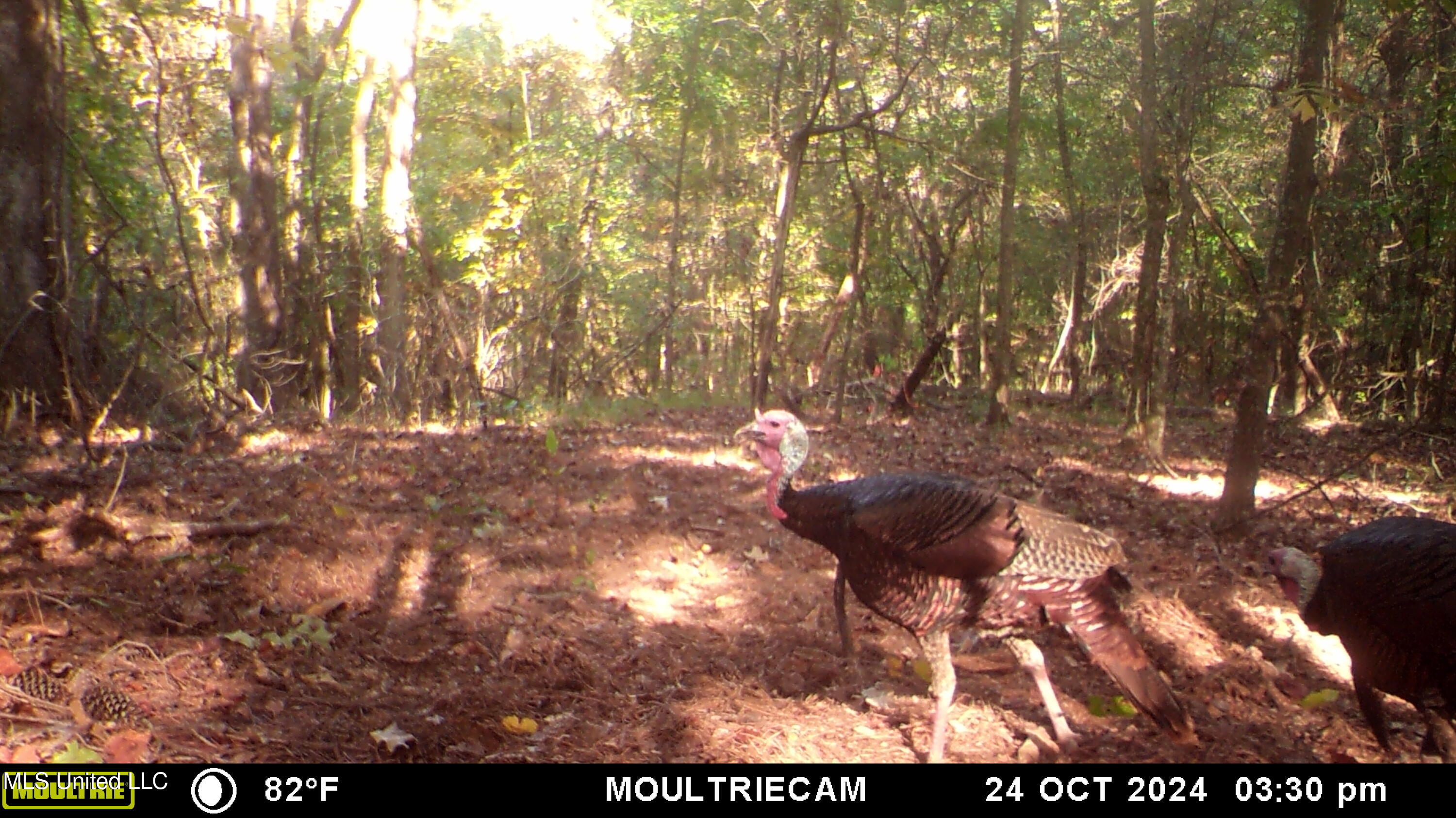 160 Simon Chapel Road Como, MS 38619 - Photo 12 of 94 MFDC7248