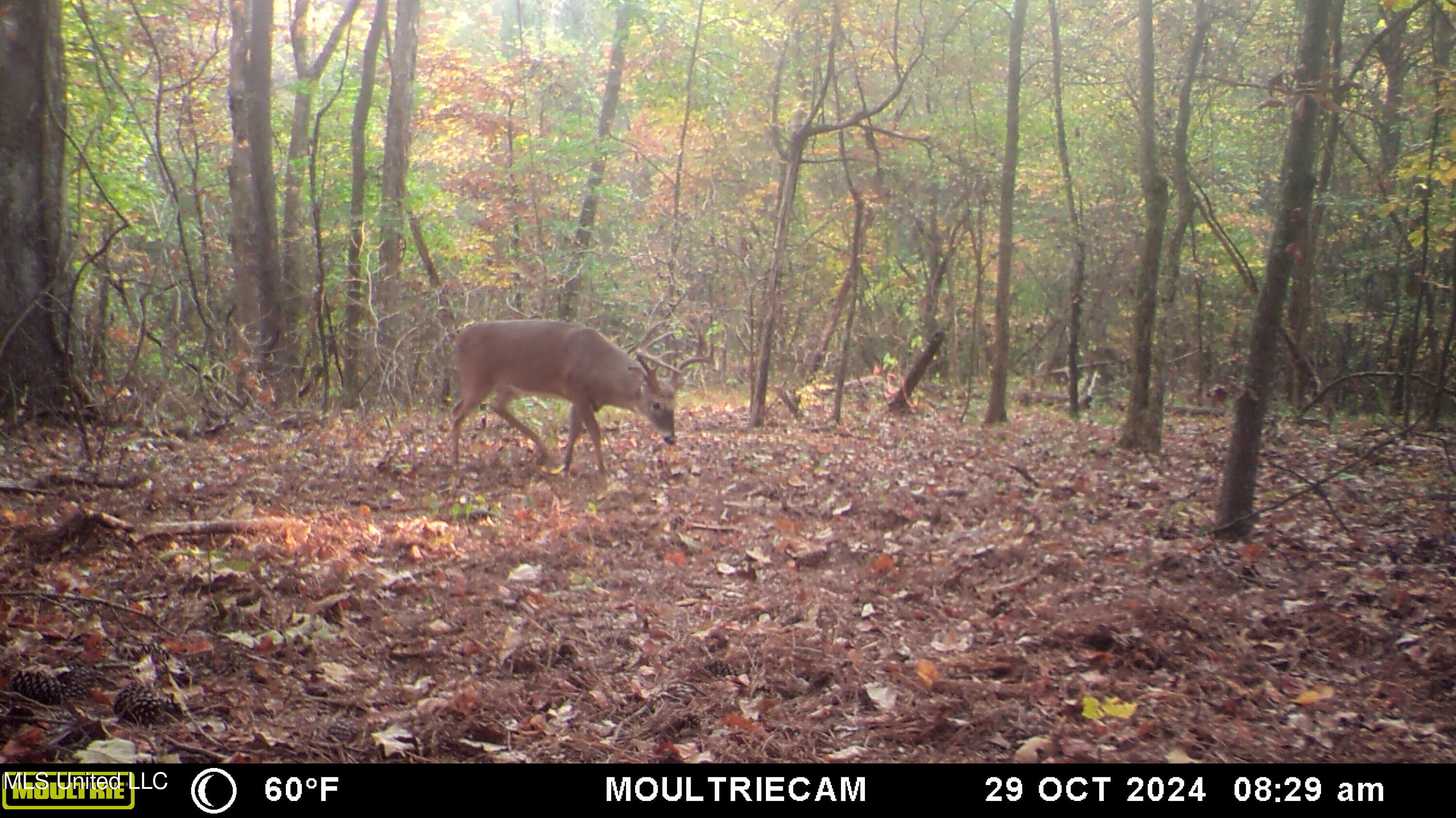 160 Simon Chapel Road Como, MS 38619 - Photo 26 of 94 MFDC7268
