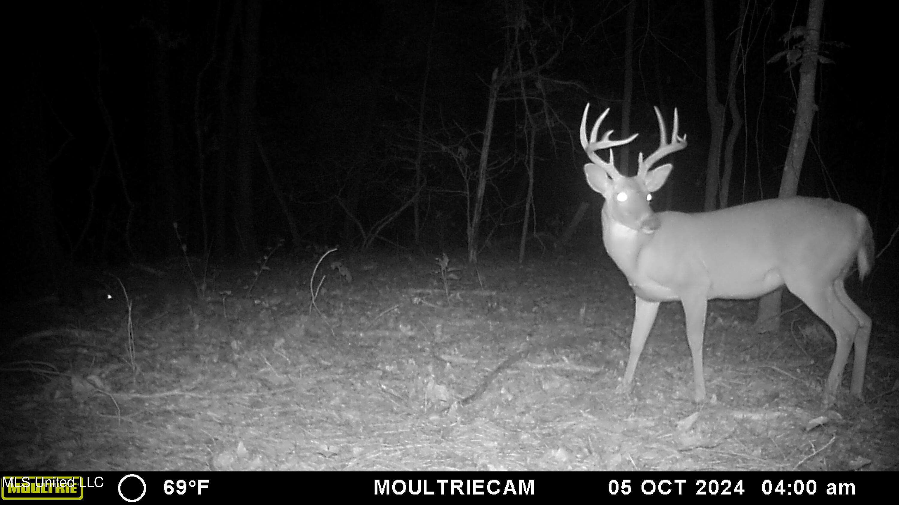 160 Simon Chapel Road Como, MS 38619 - Photo 27 of 94 Como Buck 2