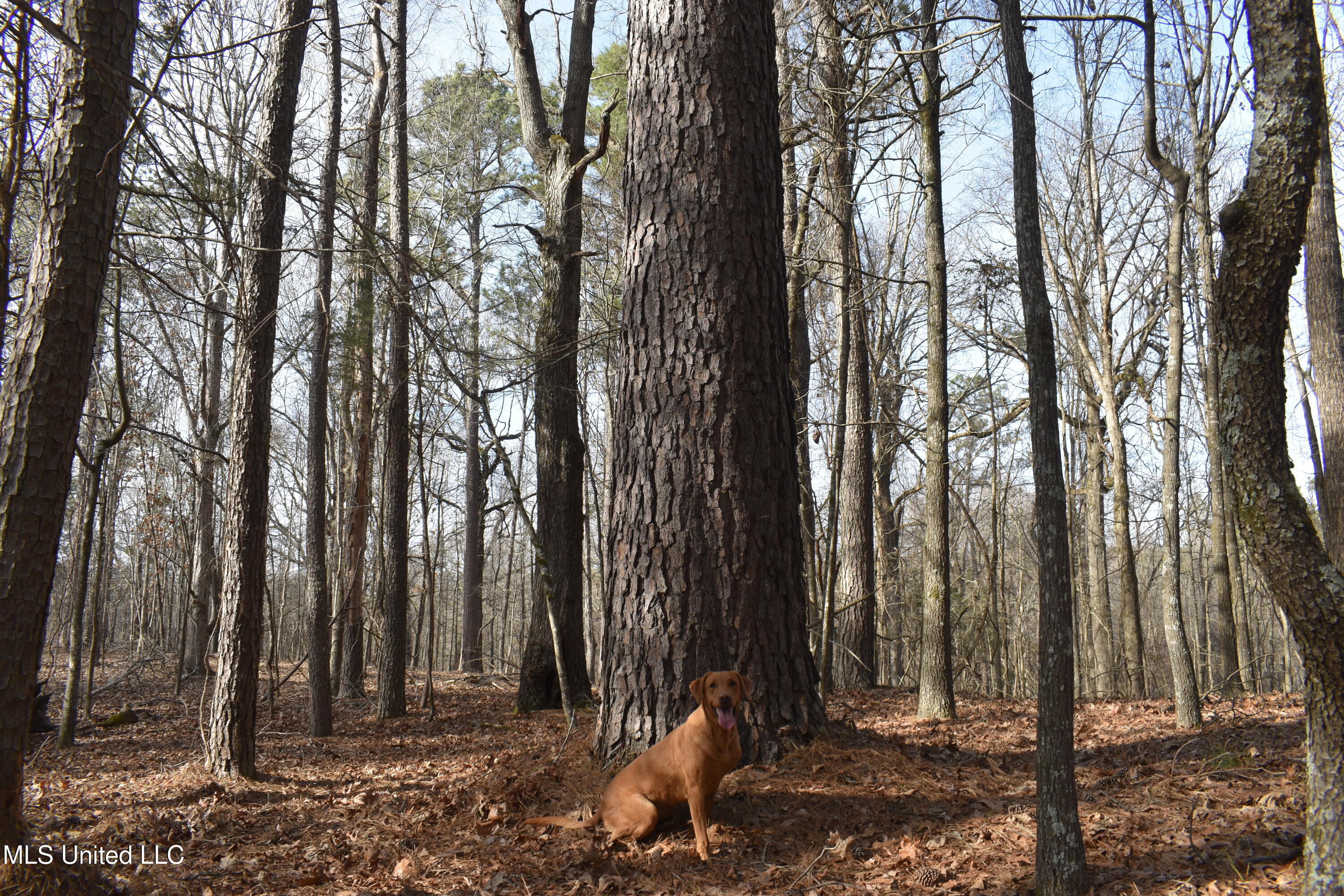 160 Simon Chapel Road Como, MS 38619 - Photo 36 of 94 DSC_0204