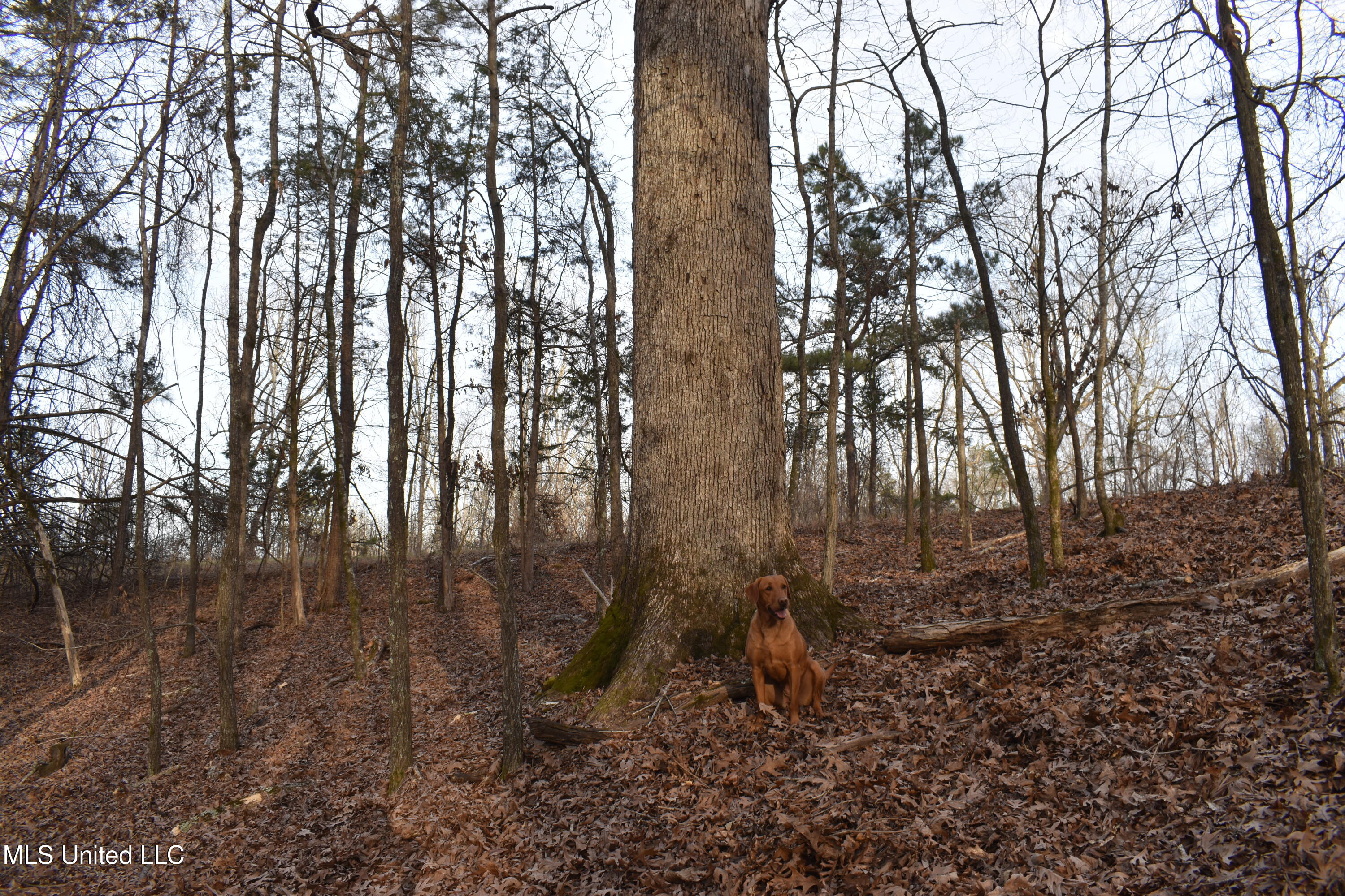 160 Simon Chapel Road Como, MS 38619 - Photo 41 of 94 DSC_0250
