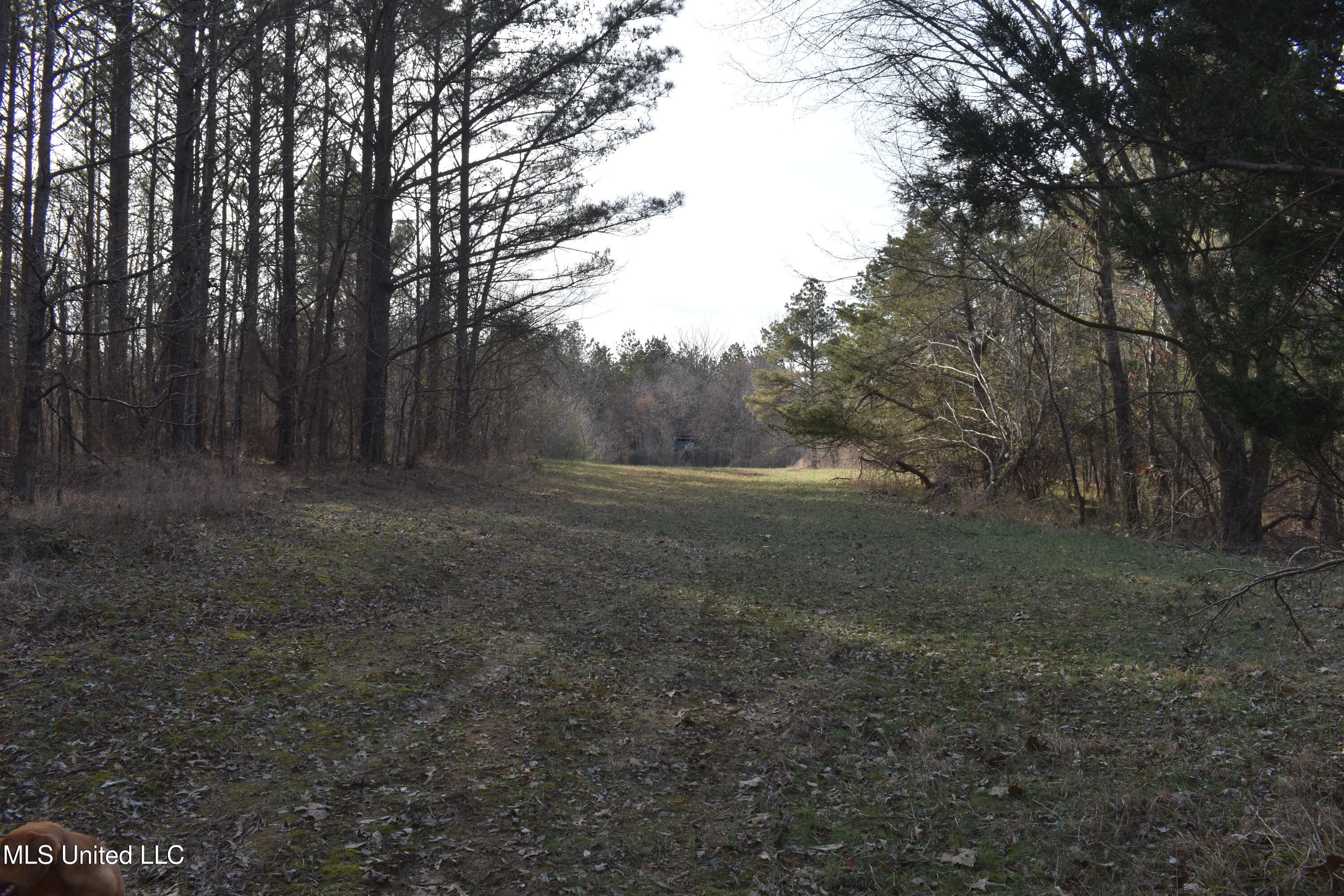 160 Simon Chapel Road Como, MS 38619 - Photo 46 of 94 DSC_0212