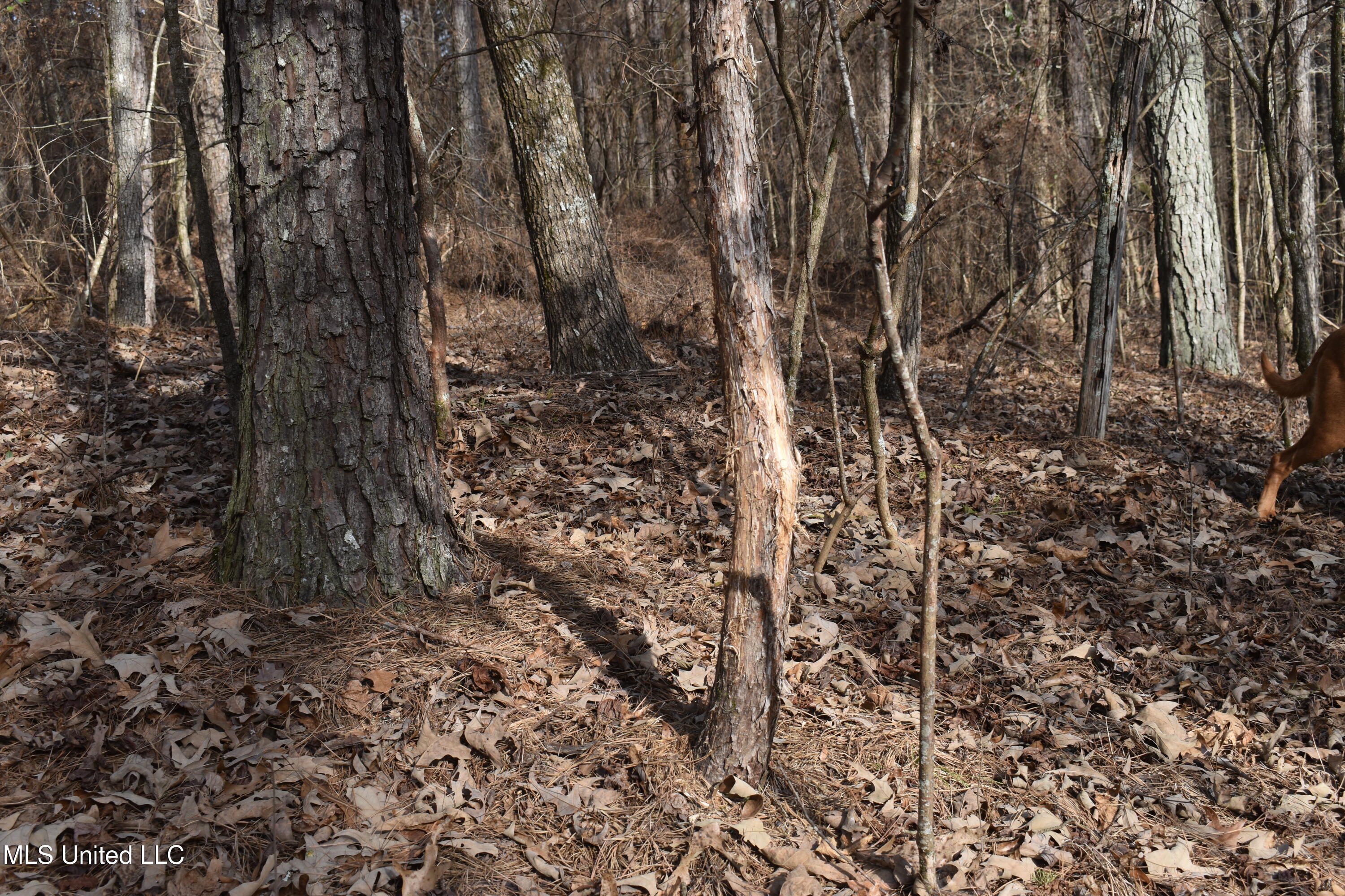 160 Simon Chapel Road Como, MS 38619 - Photo 49 of 94 DSC_0208