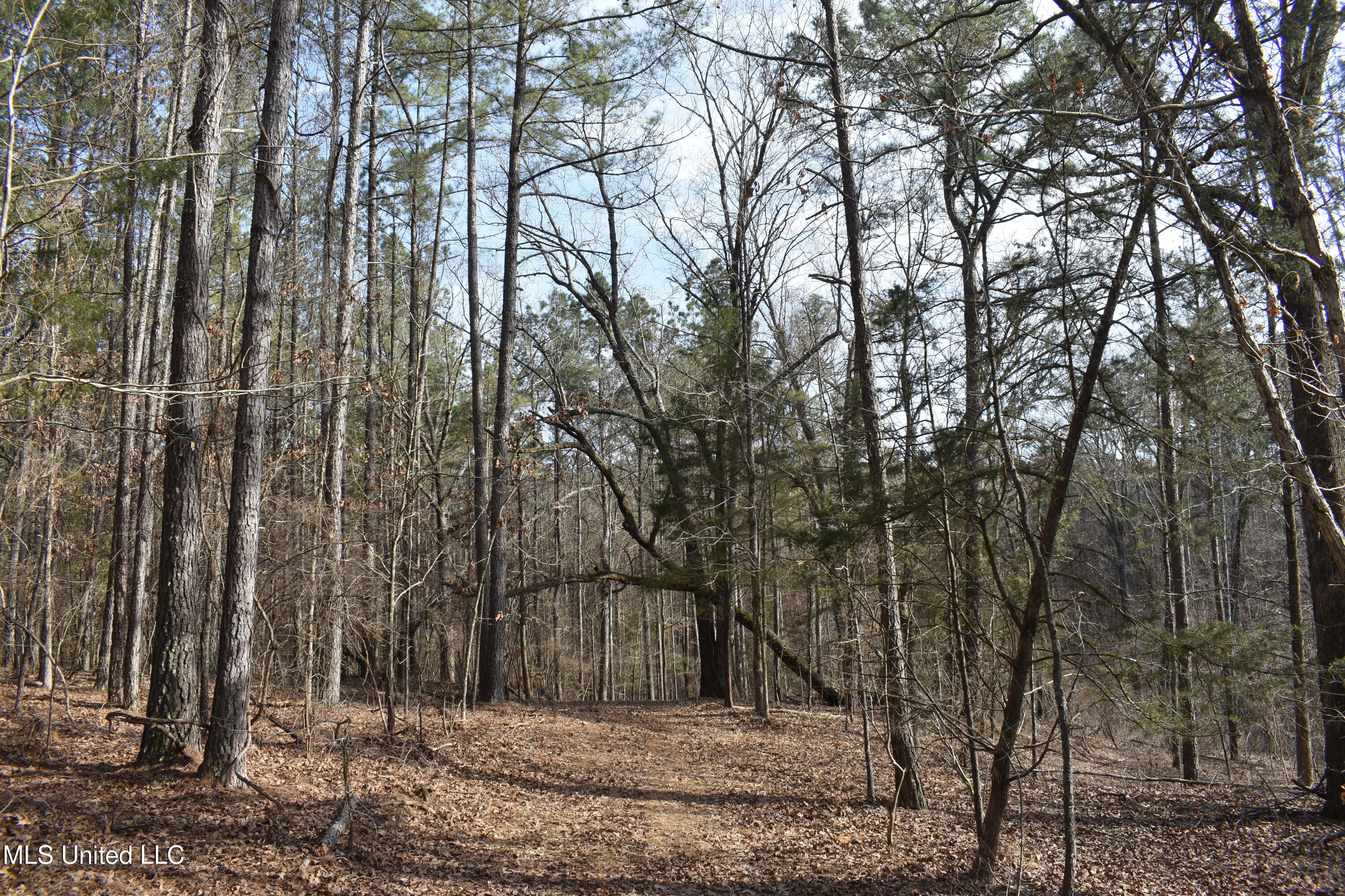 160 Simon Chapel Road Como, MS 38619 - Photo 50 of 94 DSC_0206