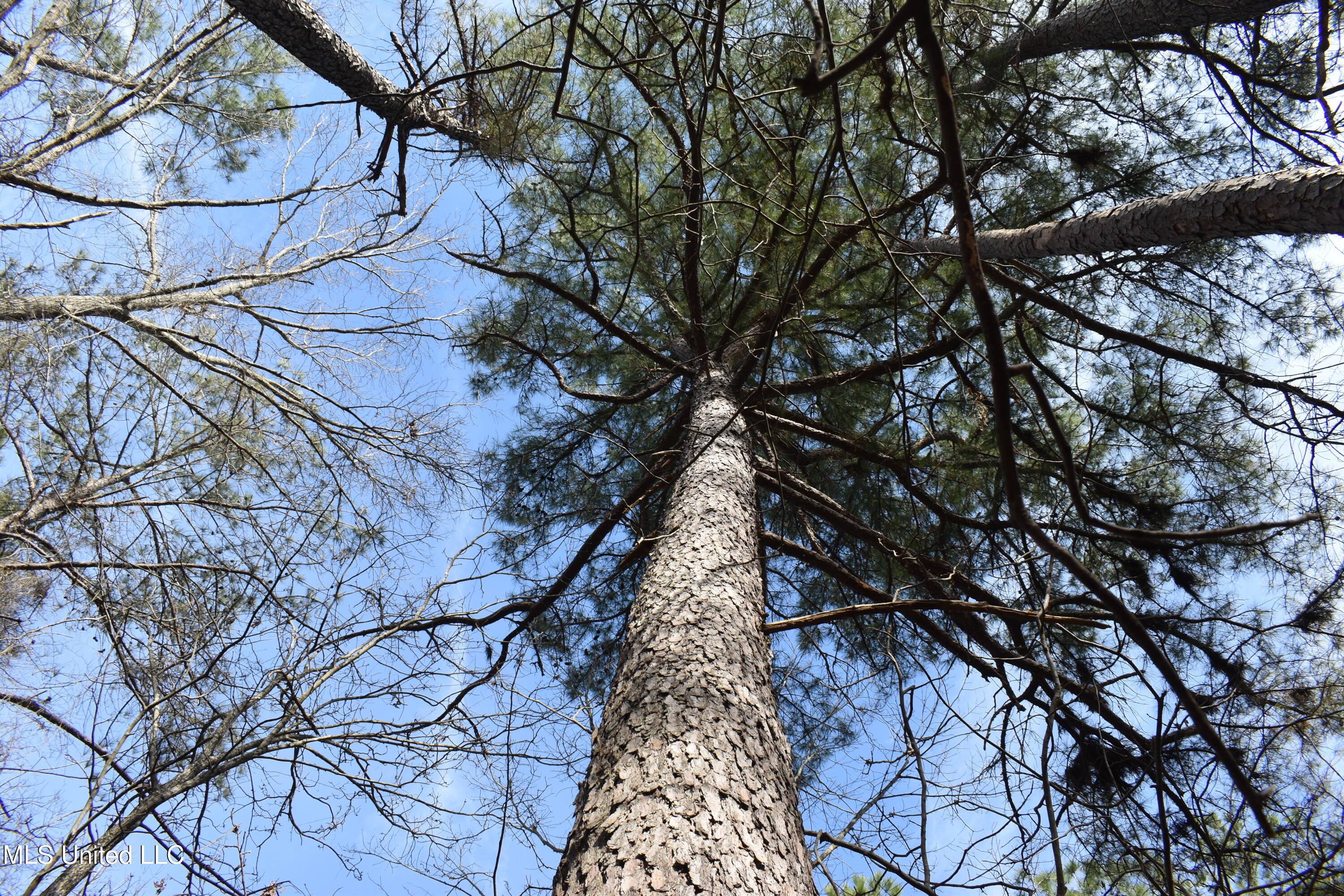 160 Simon Chapel Road Como, MS 38619 - Photo 51 of 94 DSC_0205