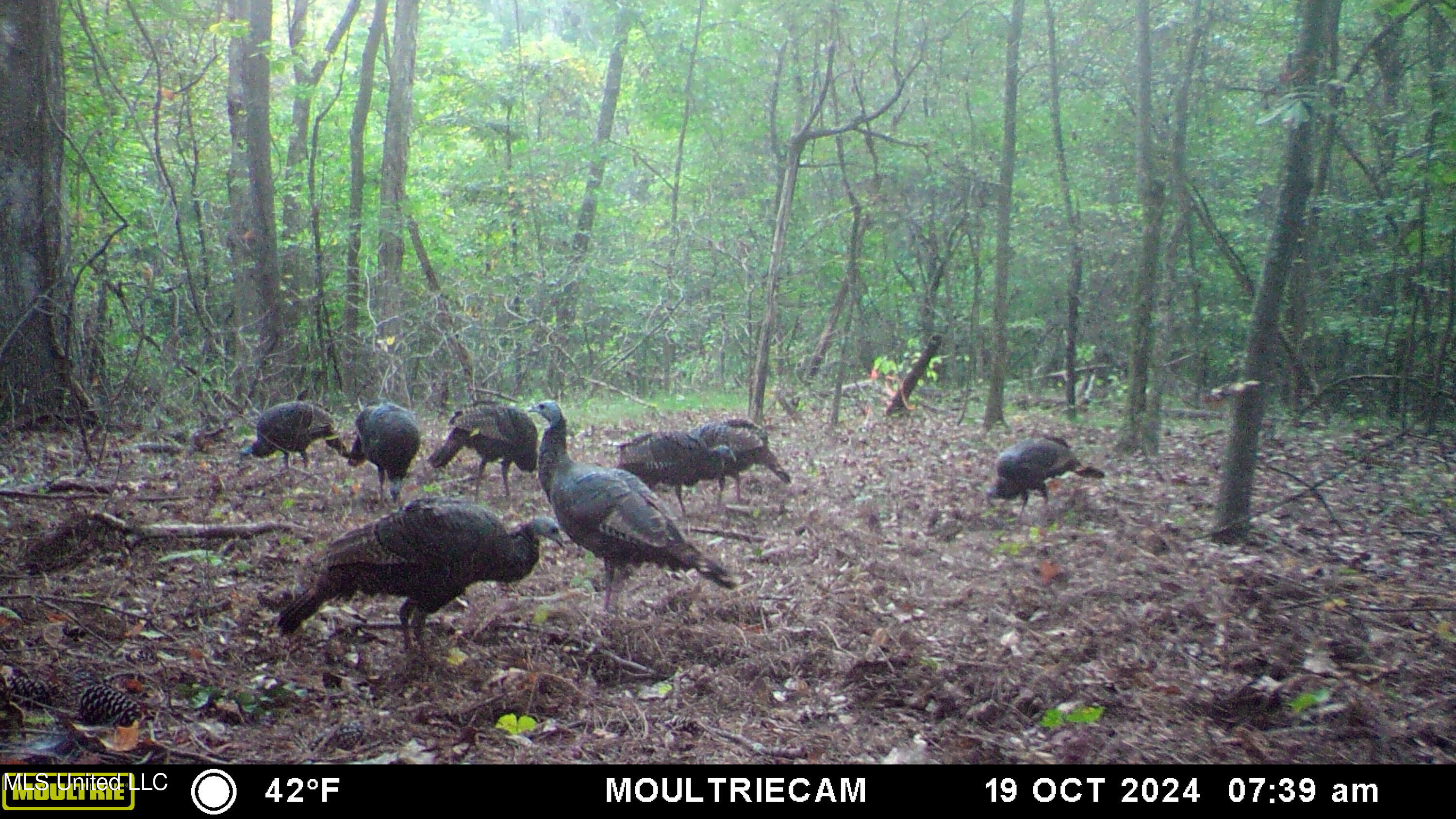 160 Simon Chapel Road Como, MS 38619 - Photo 52 of 94 MFDC7211