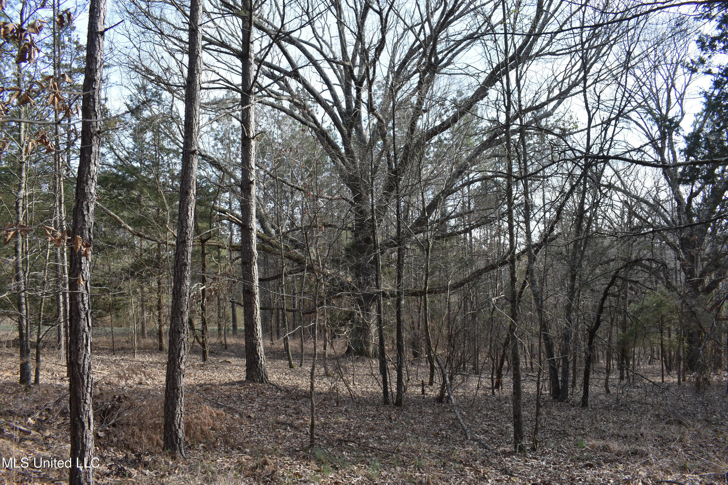 160 Simon Chapel Road Como, MS 38619 - Photo 56 of 94 DSC_0194