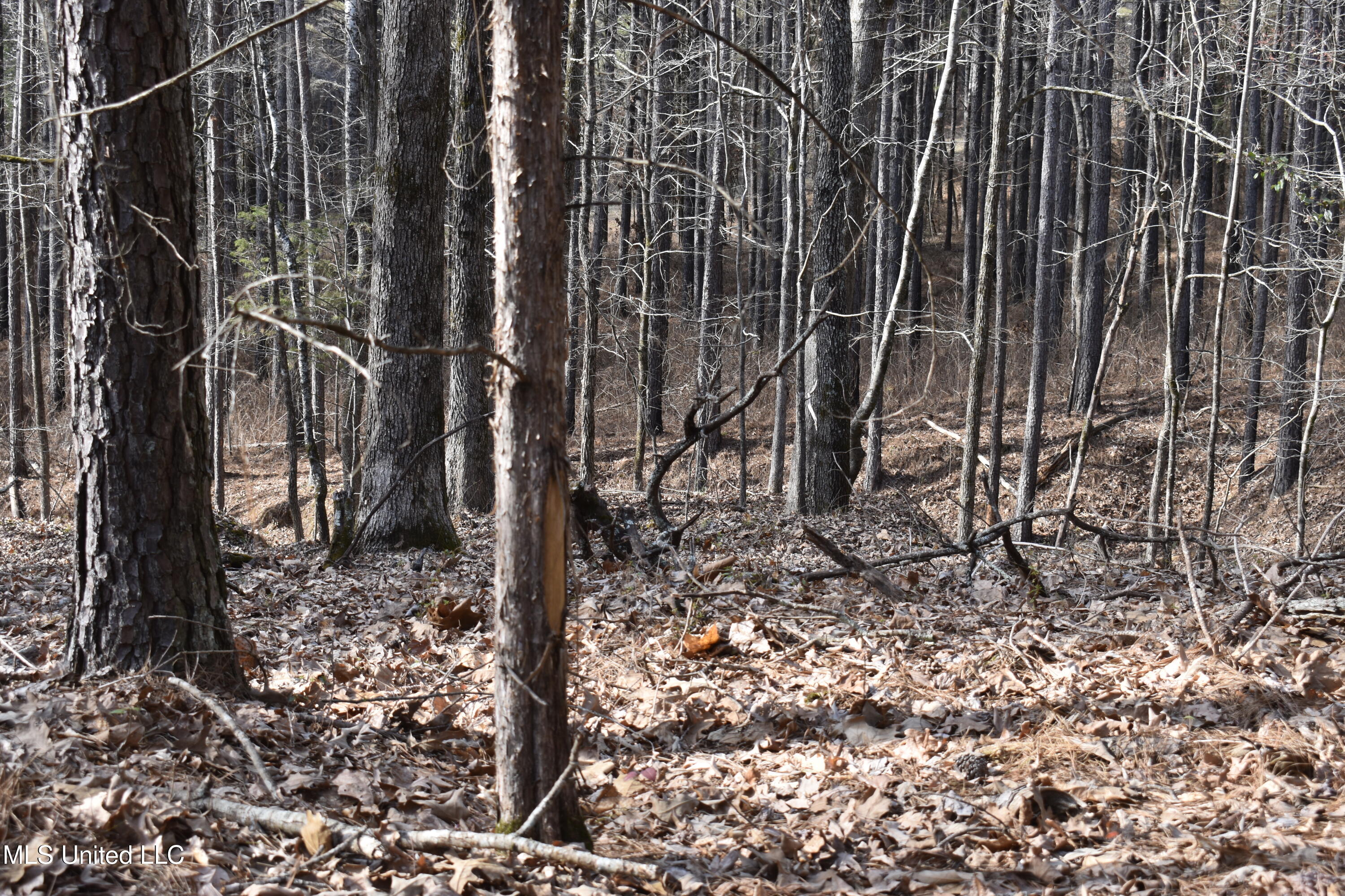 160 Simon Chapel Road Como, MS 38619 - Photo 57 of 94 DSC_0193