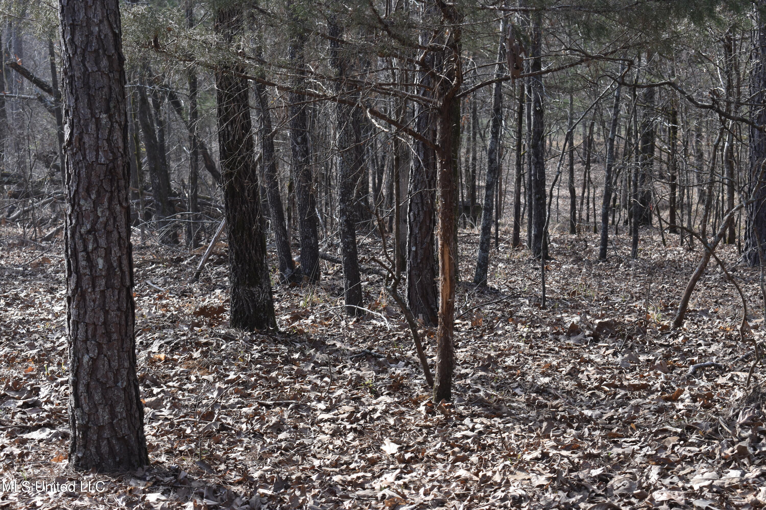 160 Simon Chapel Road Como, MS 38619 - Photo 58 of 94 DSC_0192