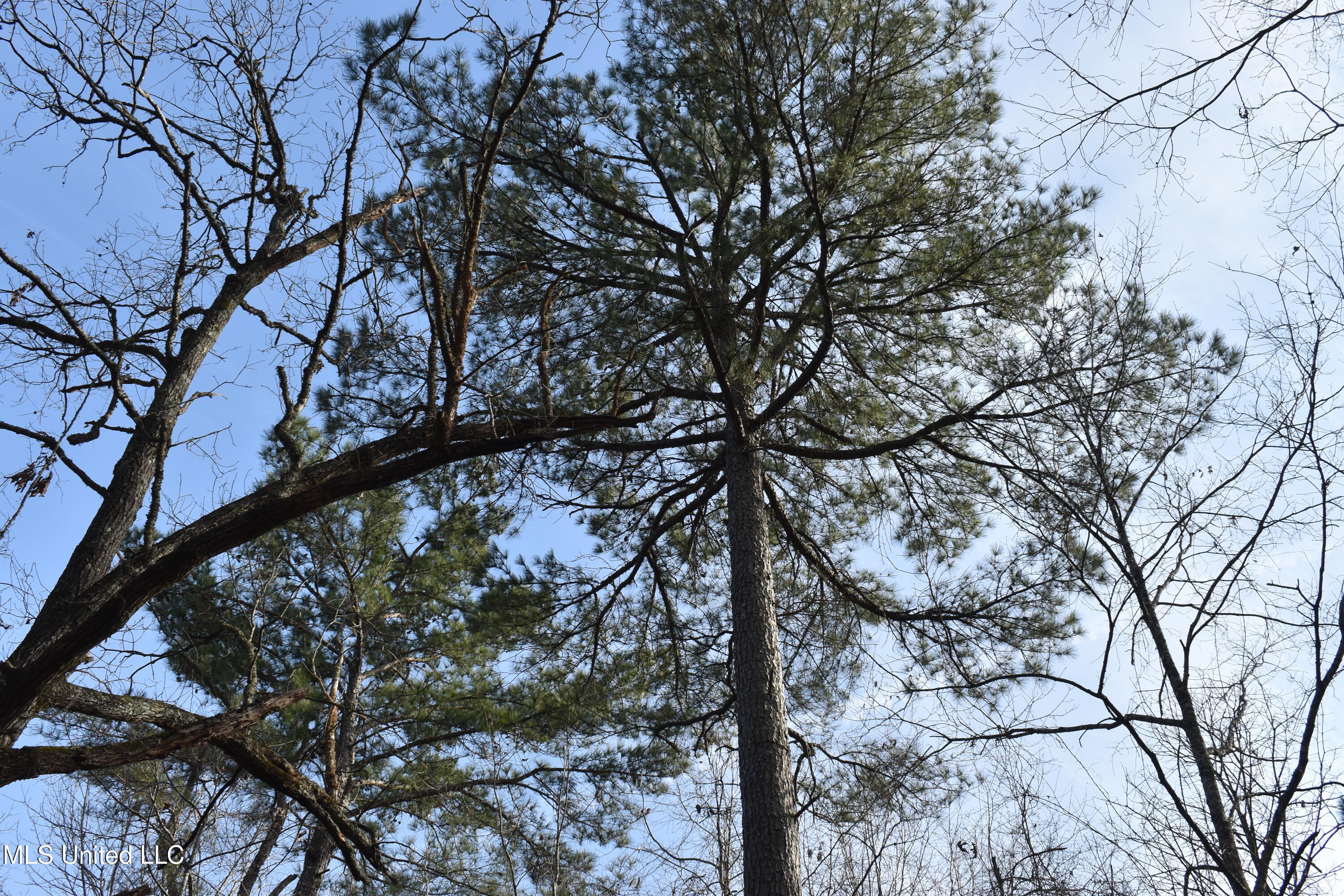 160 Simon Chapel Road Como, MS 38619 - Photo 62 of 94 DSC_0188