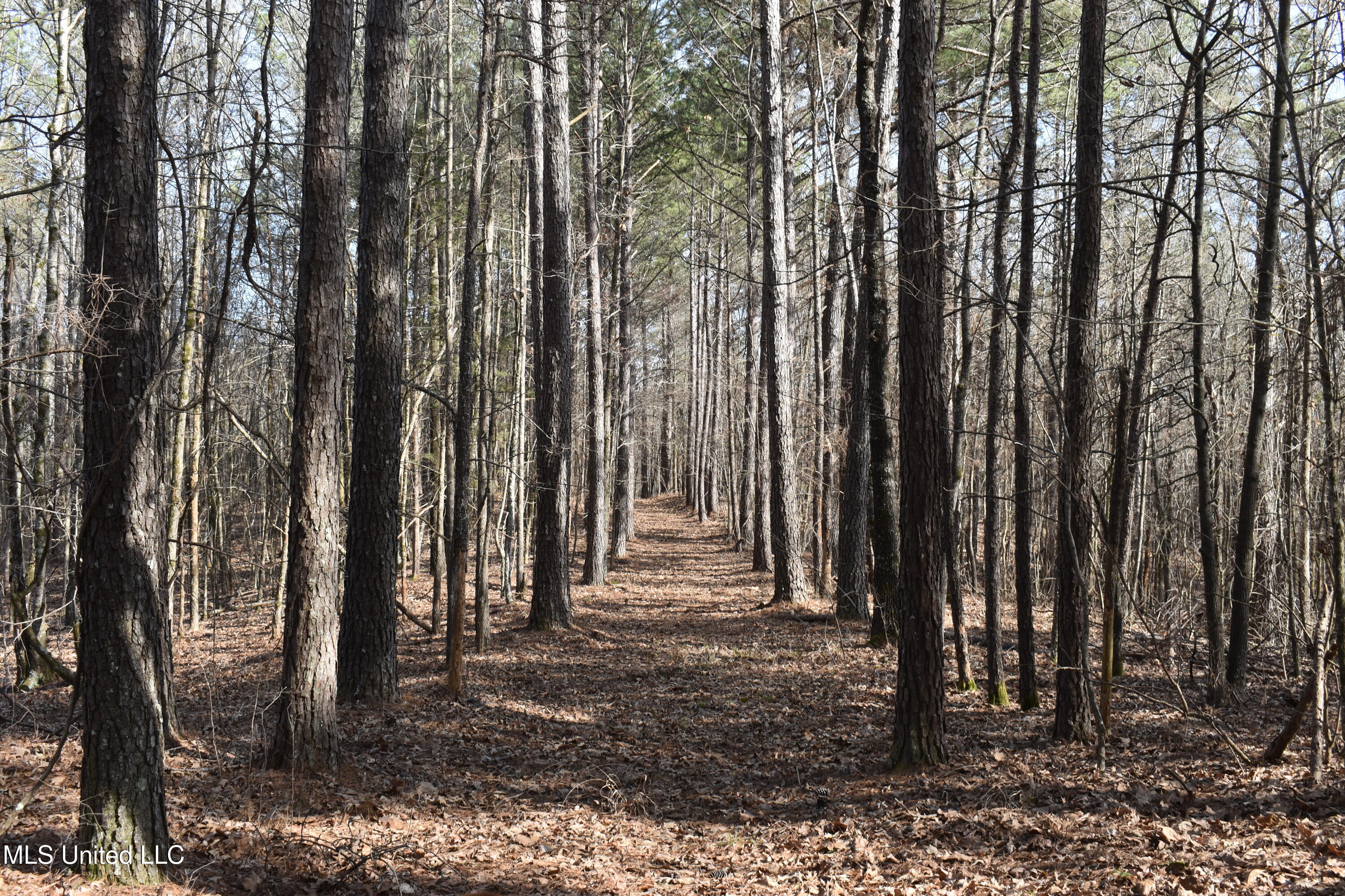 160 Simon Chapel Road Como, MS 38619 - Photo 65 of 94 DSC_0178