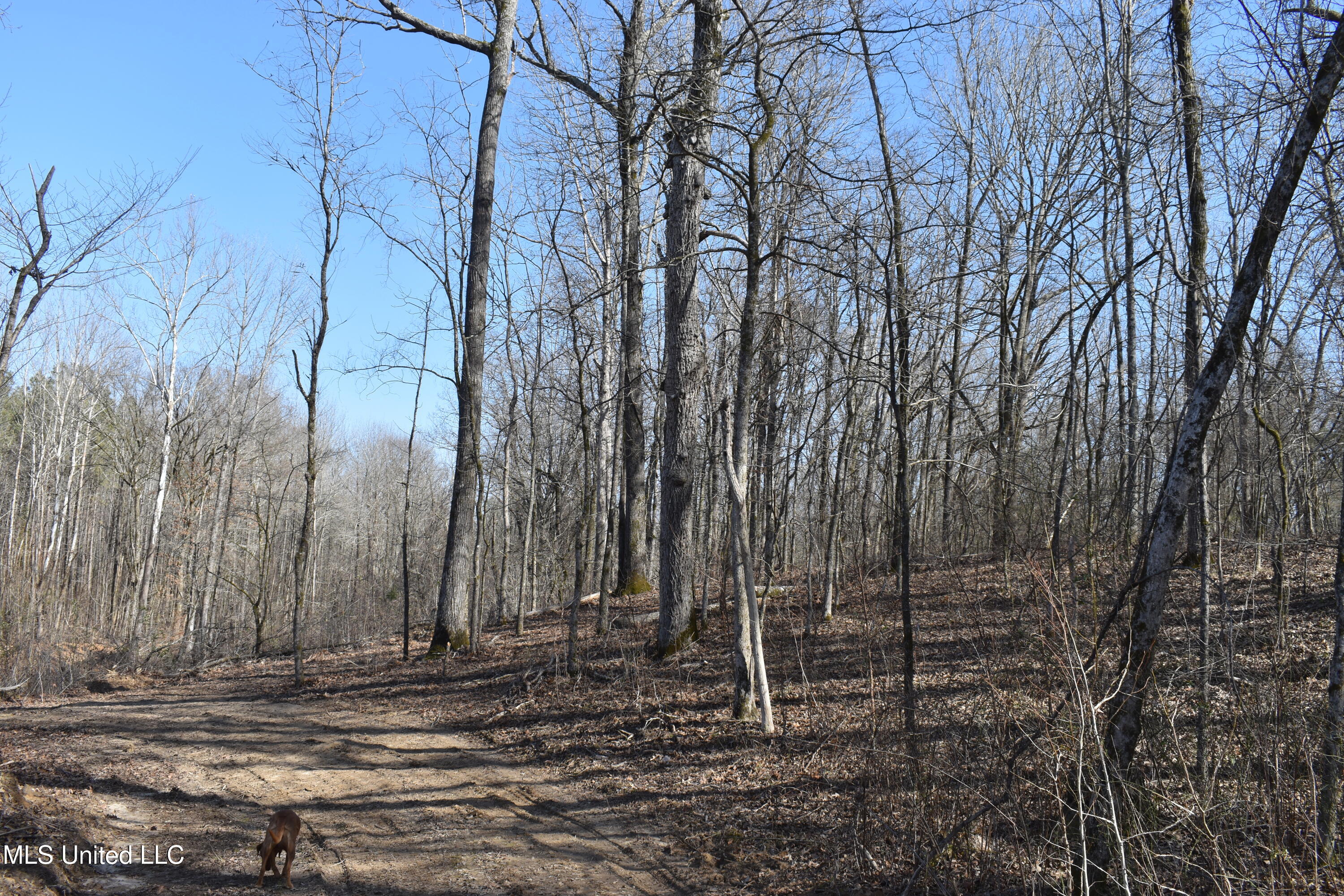 160 Simon Chapel Road Como, MS 38619 - Photo 72 of 94 DSC_0156