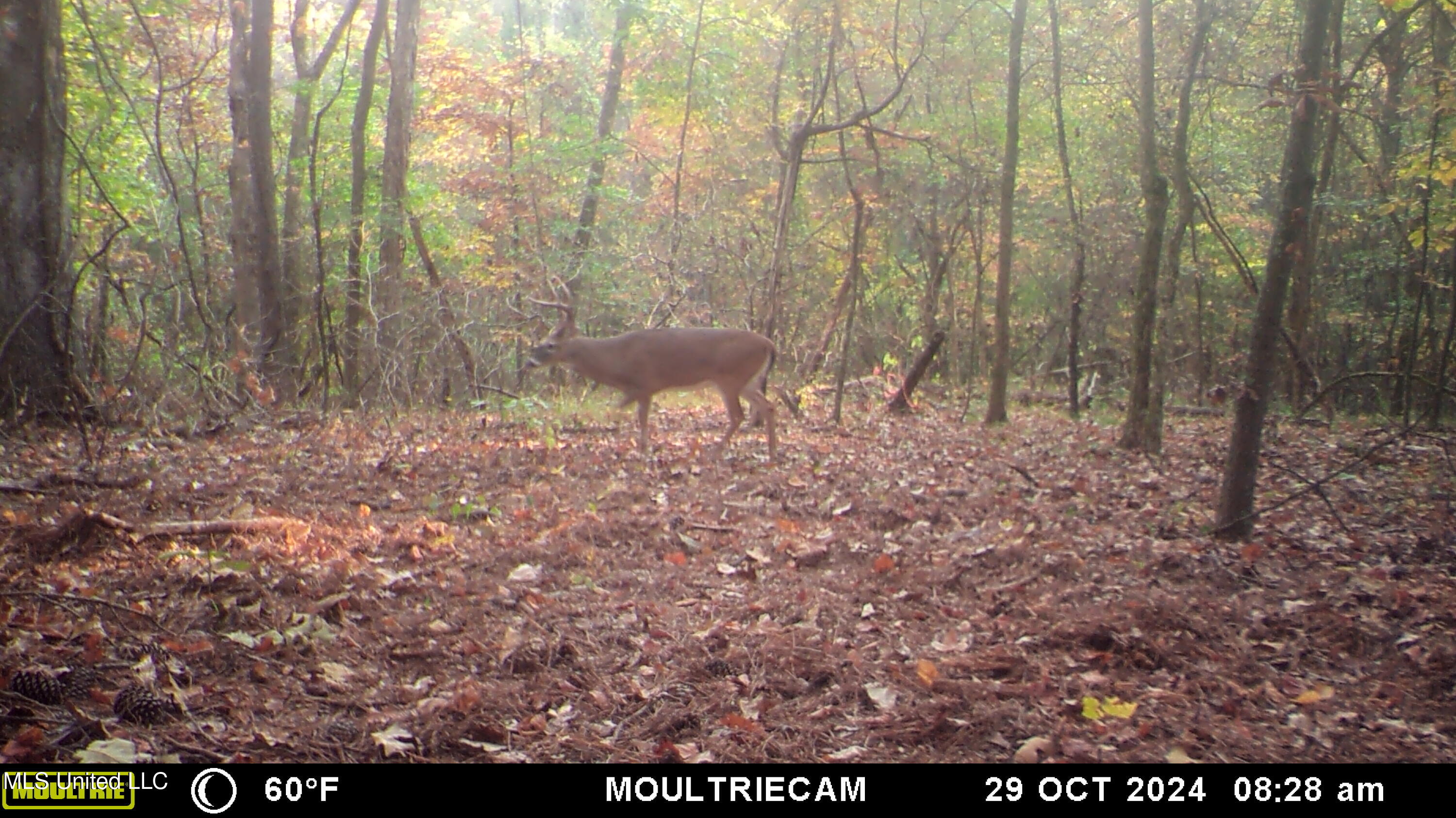 160 Simon Chapel Road Como, MS 38619 - Photo 85 of 94 MFDC7267