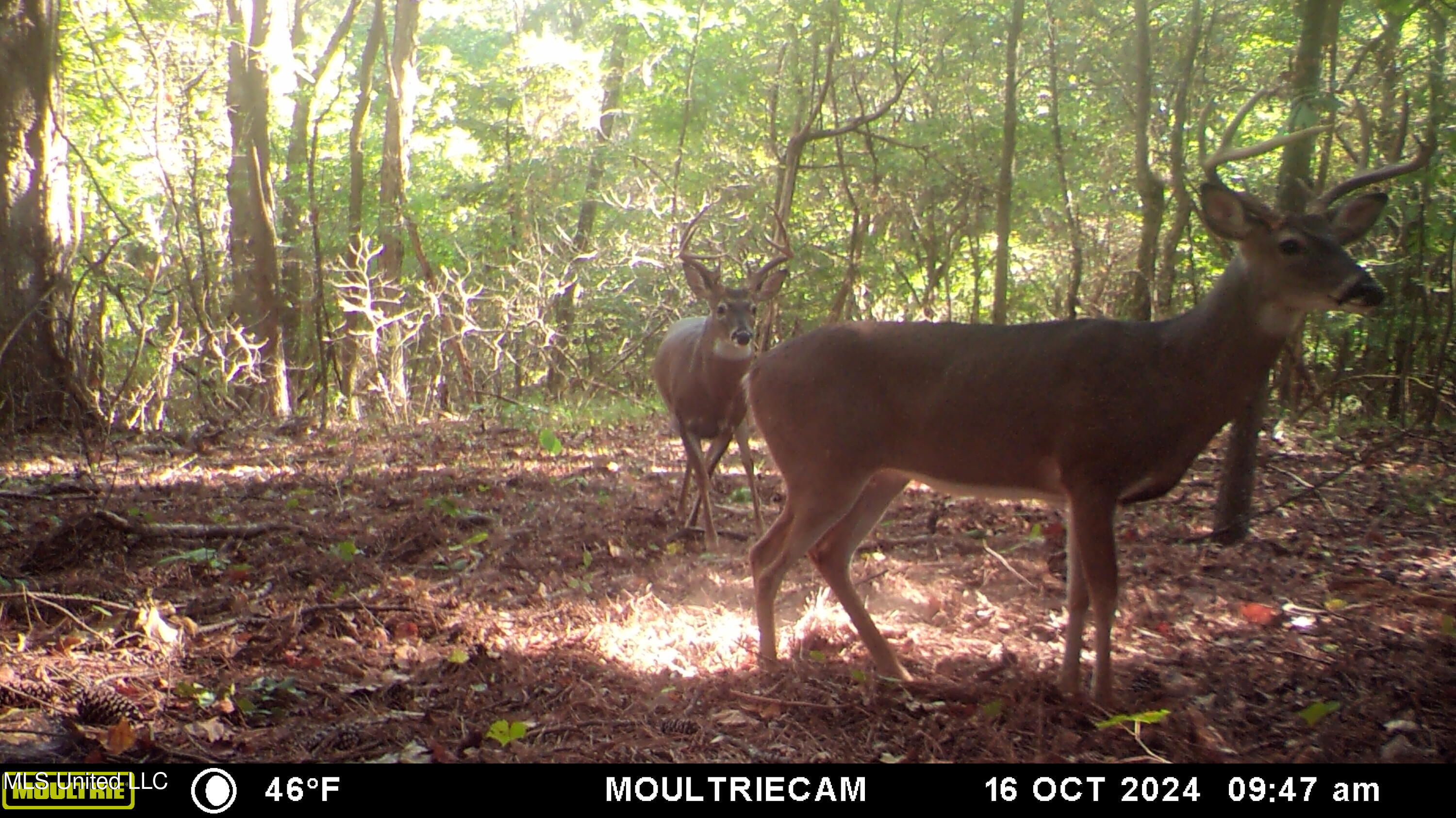 160 Simon Chapel Road Como, MS 38619 - Photo 87 of 94 MFDC7190