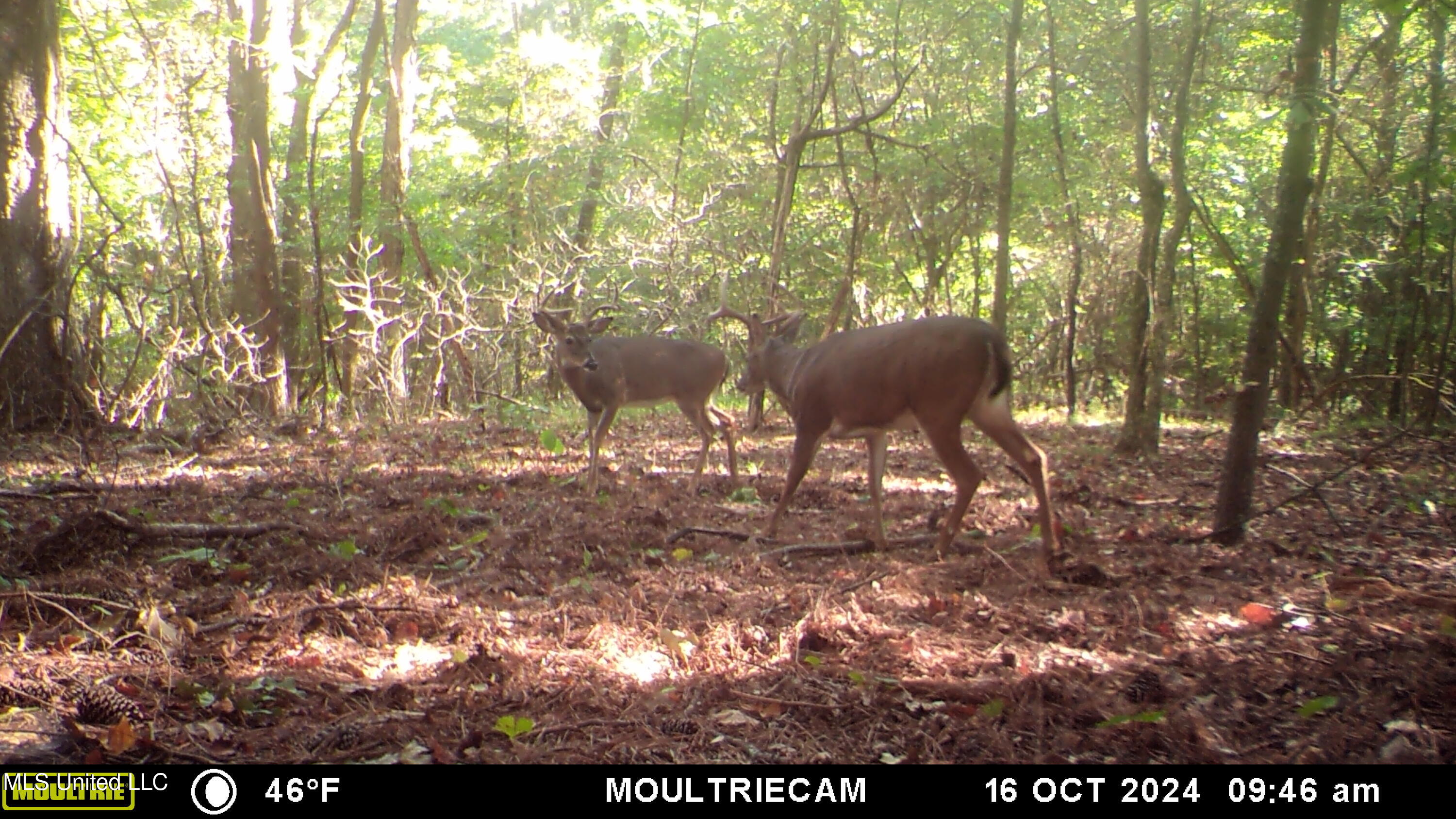 160 Simon Chapel Road Como, MS 38619 - Photo 88 of 94 MFDC7188