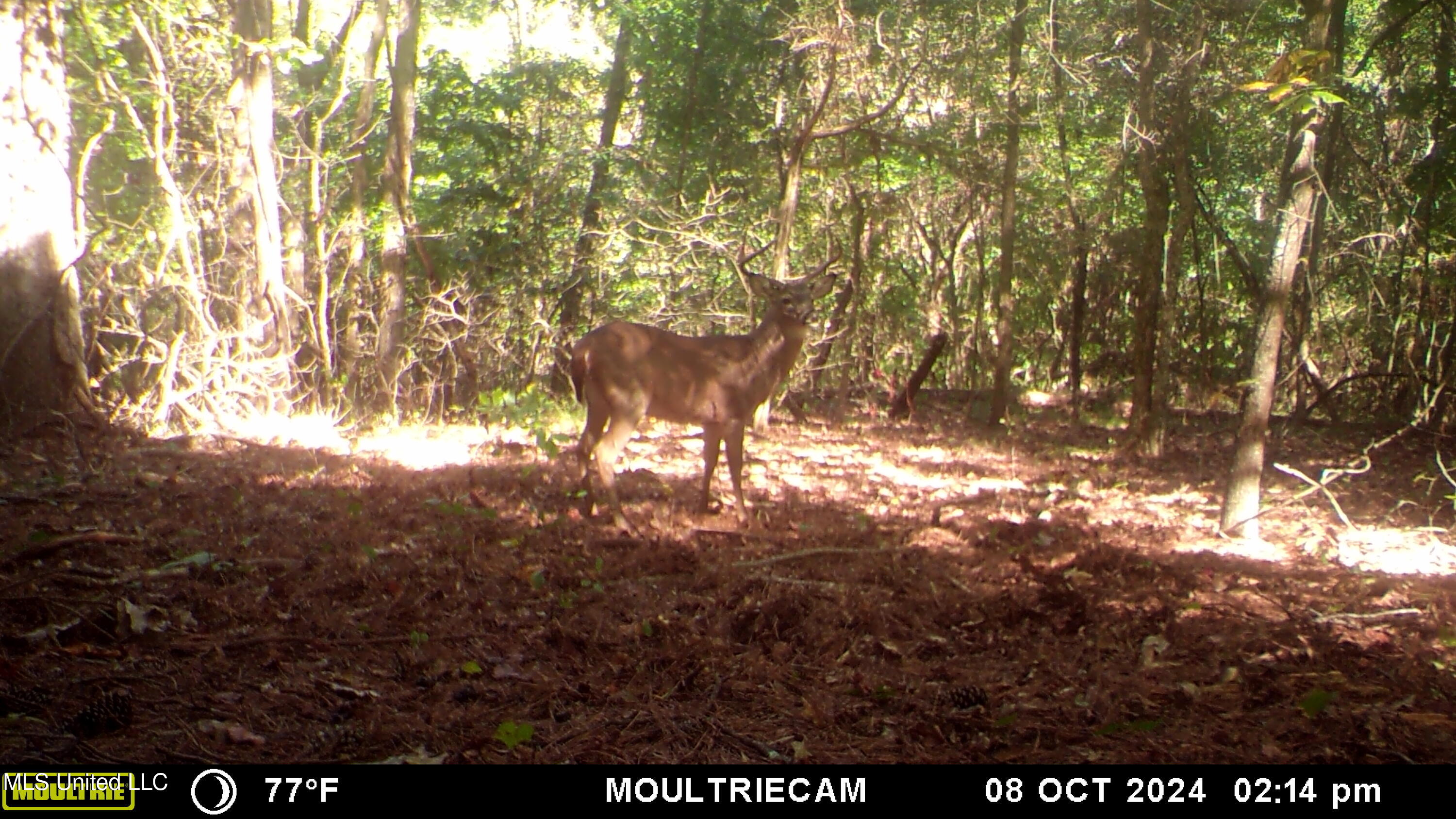 160 Simon Chapel Road Como, MS 38619 - Photo 91 of 94 MFDC7017