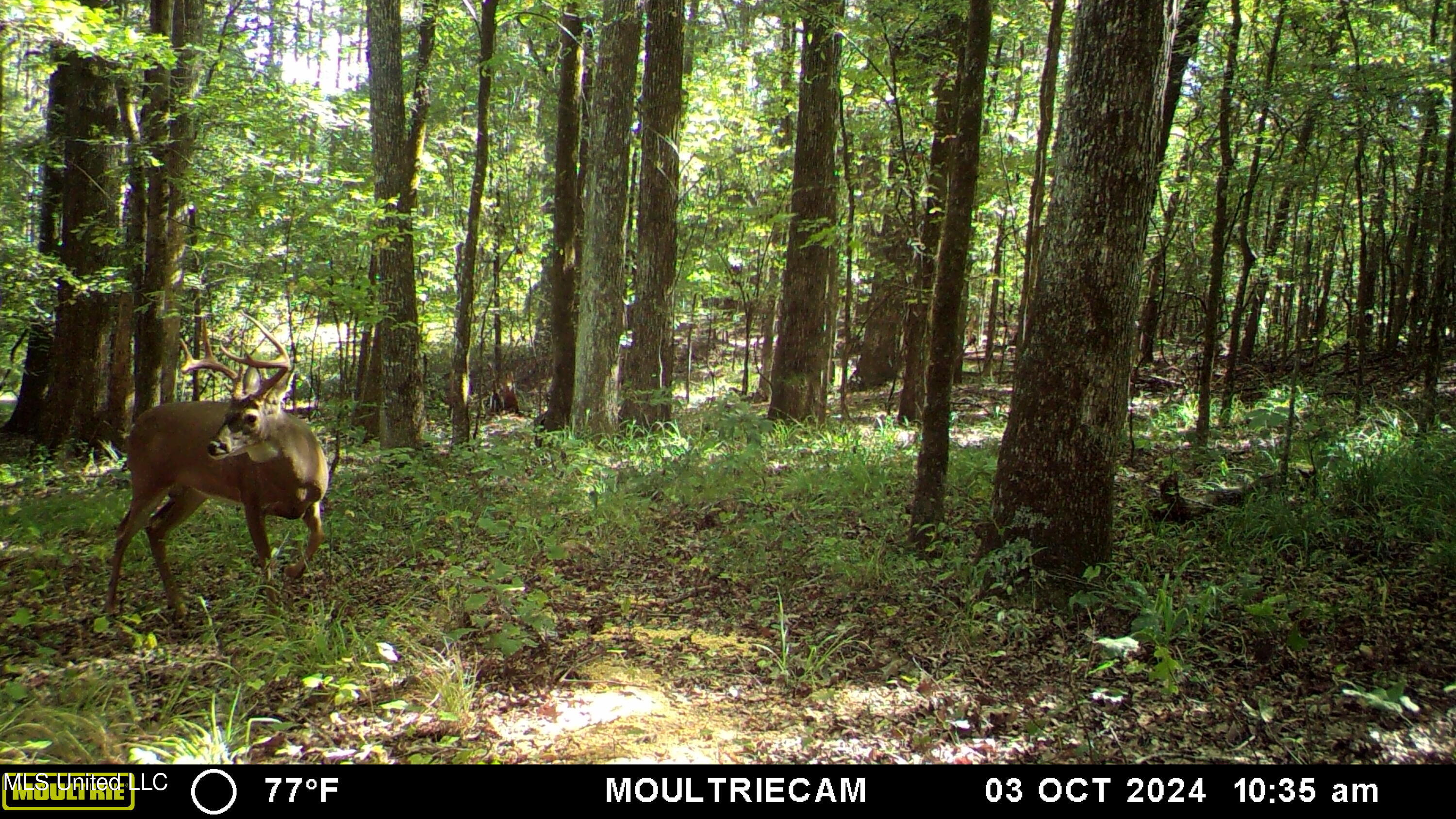 160 Simon Chapel Road Como, MS 38619 - Photo 92 of 94 Como Buck 1