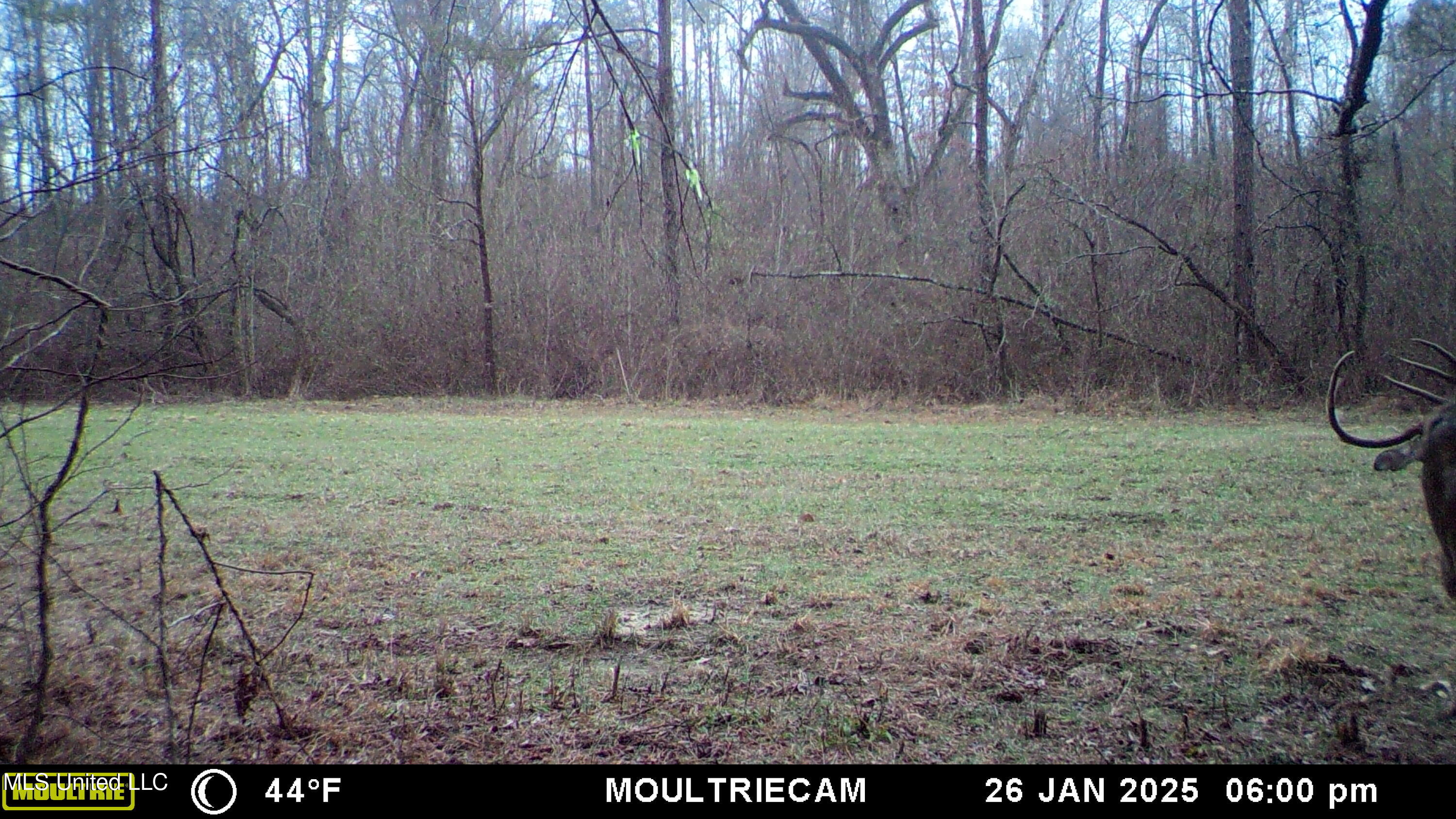 160 Simon Chapel Road Como, MS 38619 - Photo 94 of 94 Cobb deer pic 4