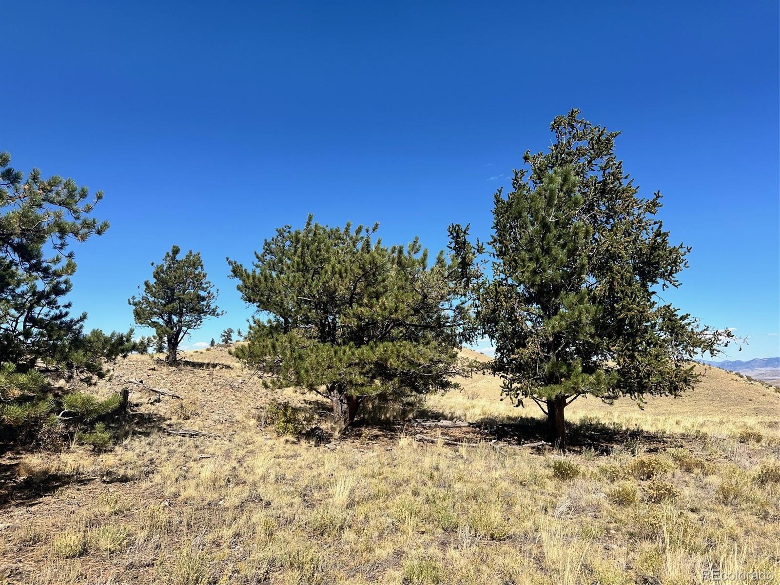 0 Antelope Road Hartsel, CO 80449 - Photo 7 of 28 a view of a yard with a tree