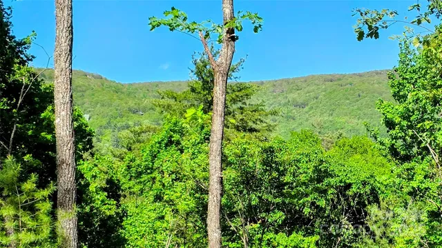 a view of a yard with a tree