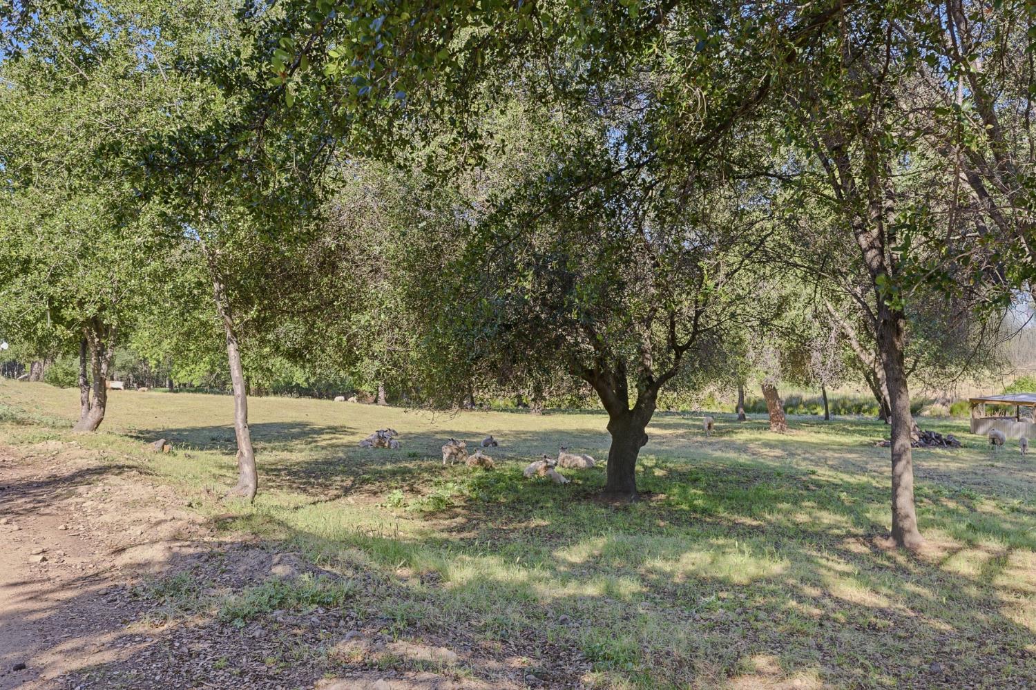 3117 Garden Bar Road Lincoln, CA 95648 - Photo 36 of 41