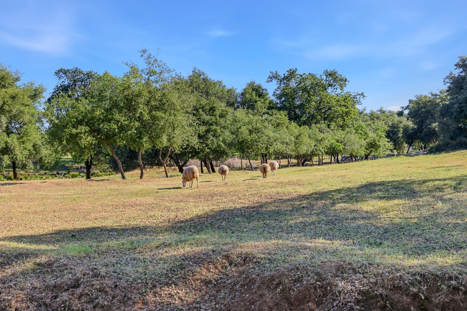 3117 Garden Bar Road Lincoln, CA 95648 - Photo 37 of 41