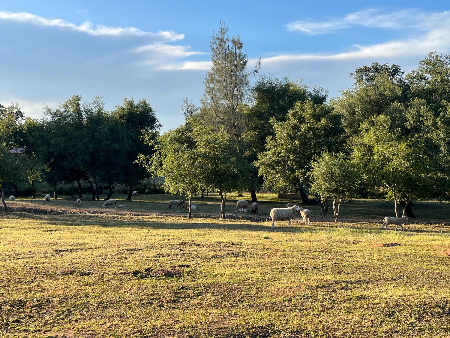 3117 Garden Bar Road Lincoln, CA 95648 - Photo 7 of 41