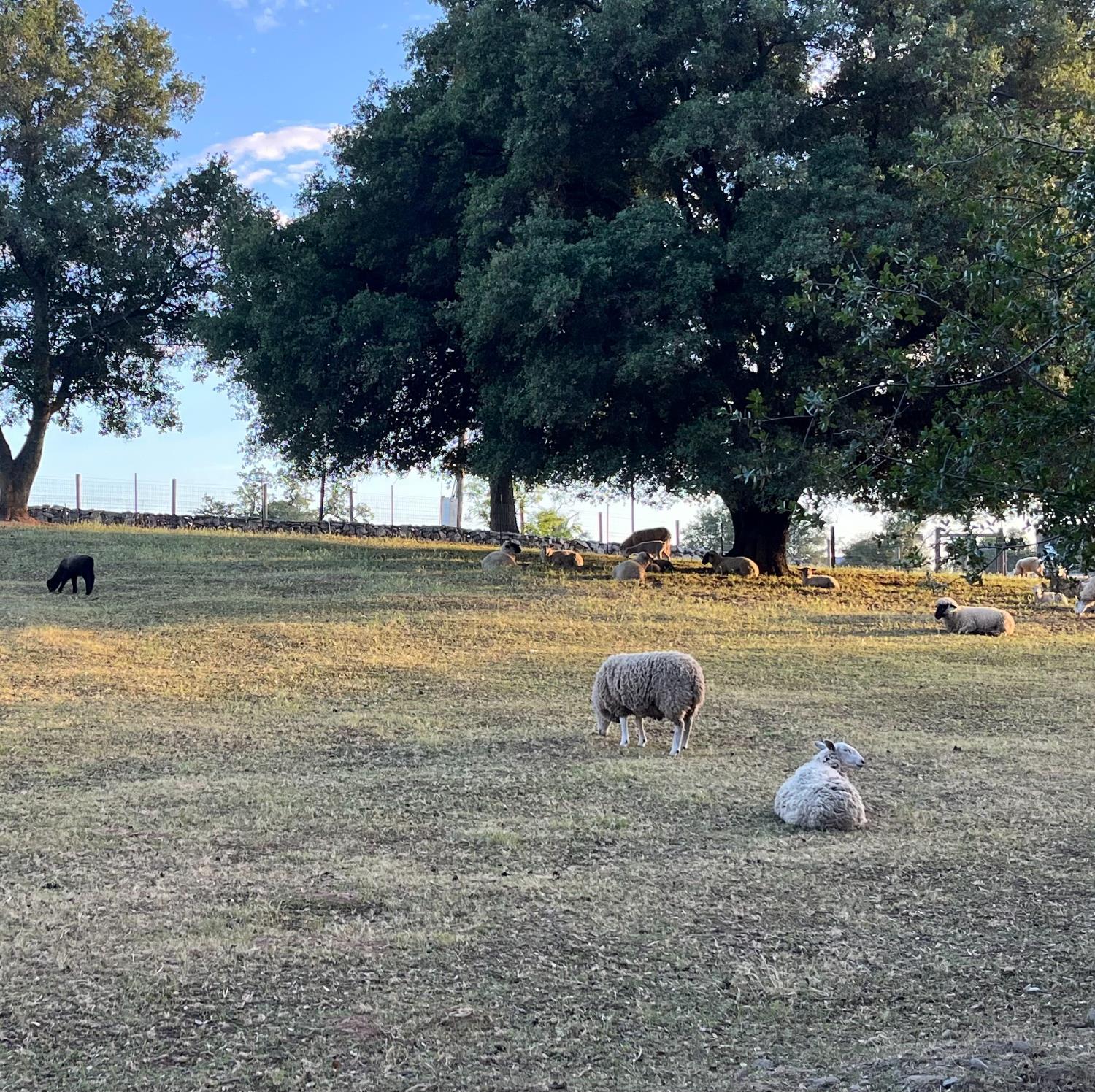 3117 Garden Bar Road Lincoln, CA 95648 - Photo 9 of 41