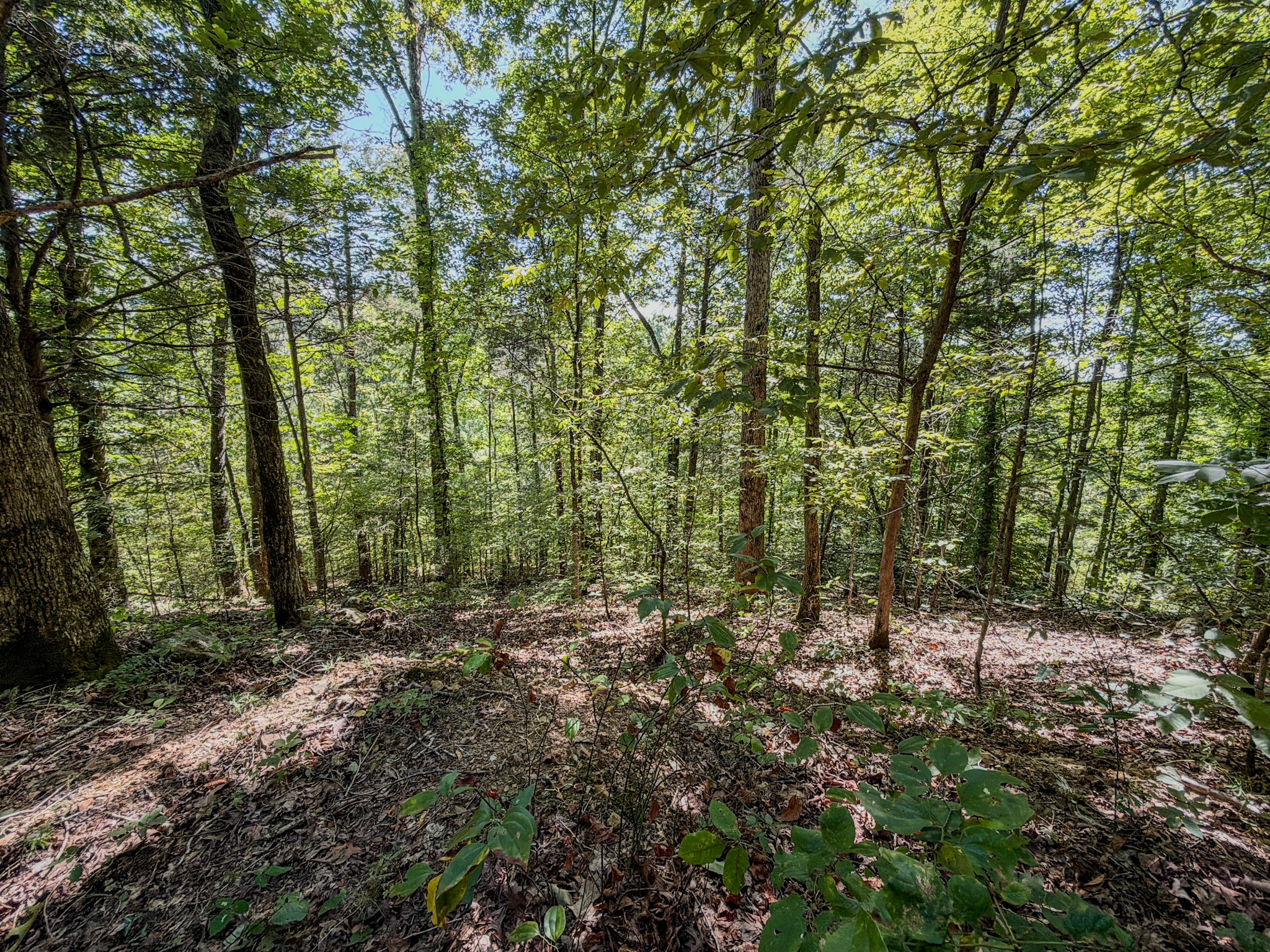 2195 Whiteoak Road East Linden, TN 37096 - Photo 41 of 56 Gallery Image 41