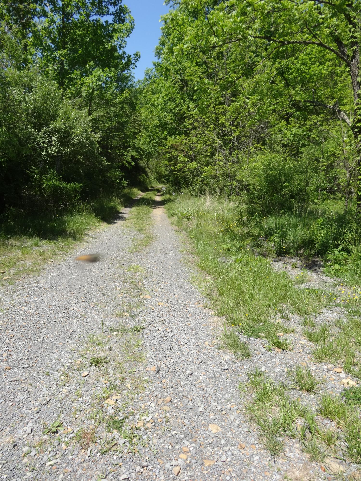 Lot 21 Anthony Ridge Road Frankford, WV 24938 - Photo 18 of 26 Gallery Image 18