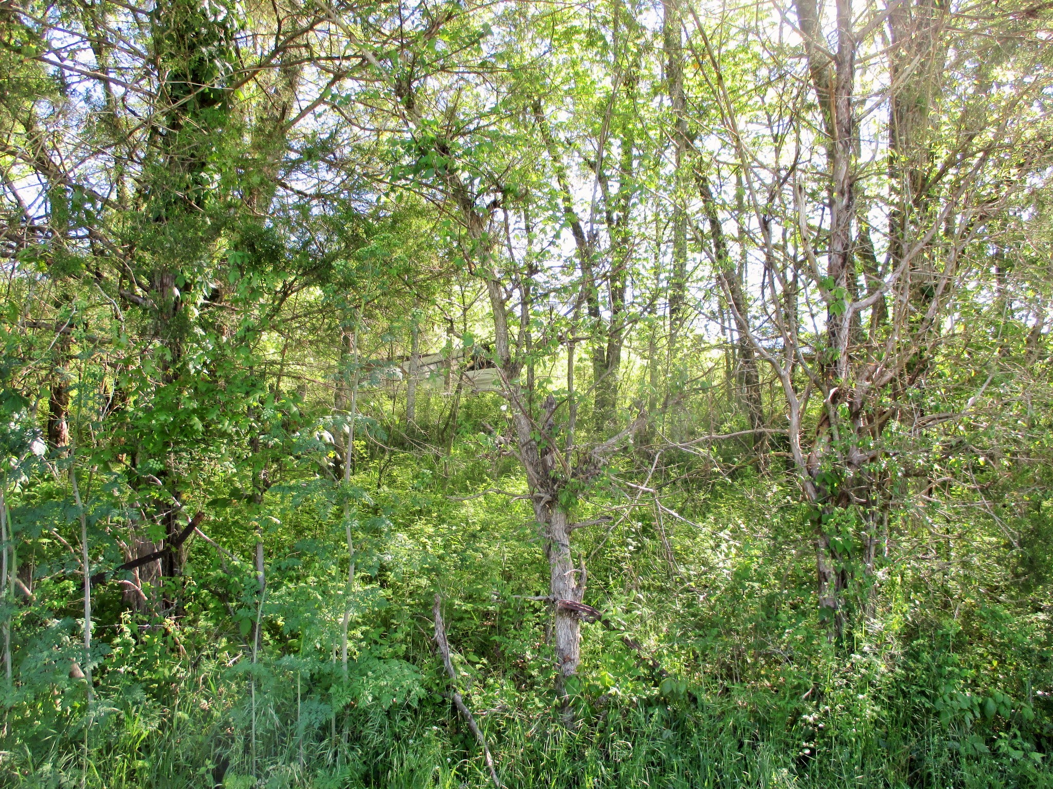 0 Jake Branch Road Beechgrove, TN 37018 - Photo 11 of 23 Gallery Image 11