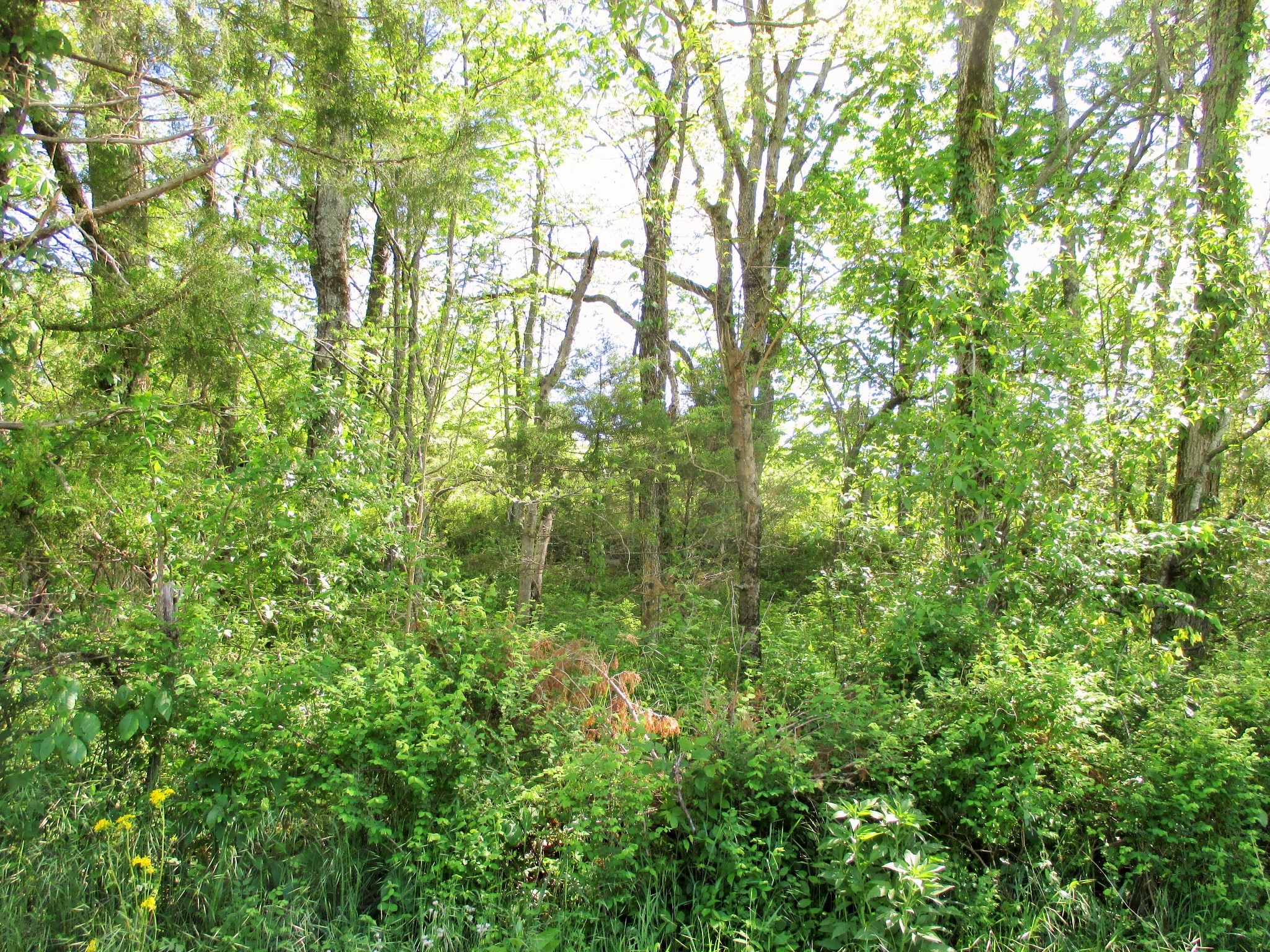 0 Jake Branch Road Beechgrove, TN 37018 - Photo 12 of 23 Gallery Image 12